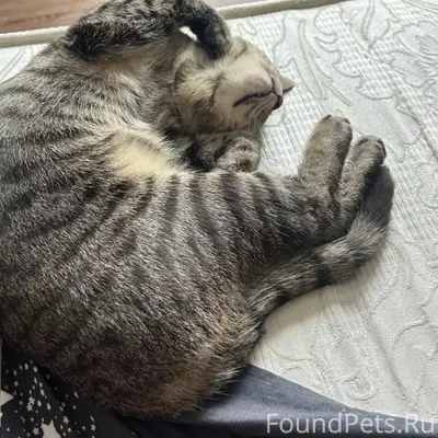 Пропал кот Казах, мкр. Савино