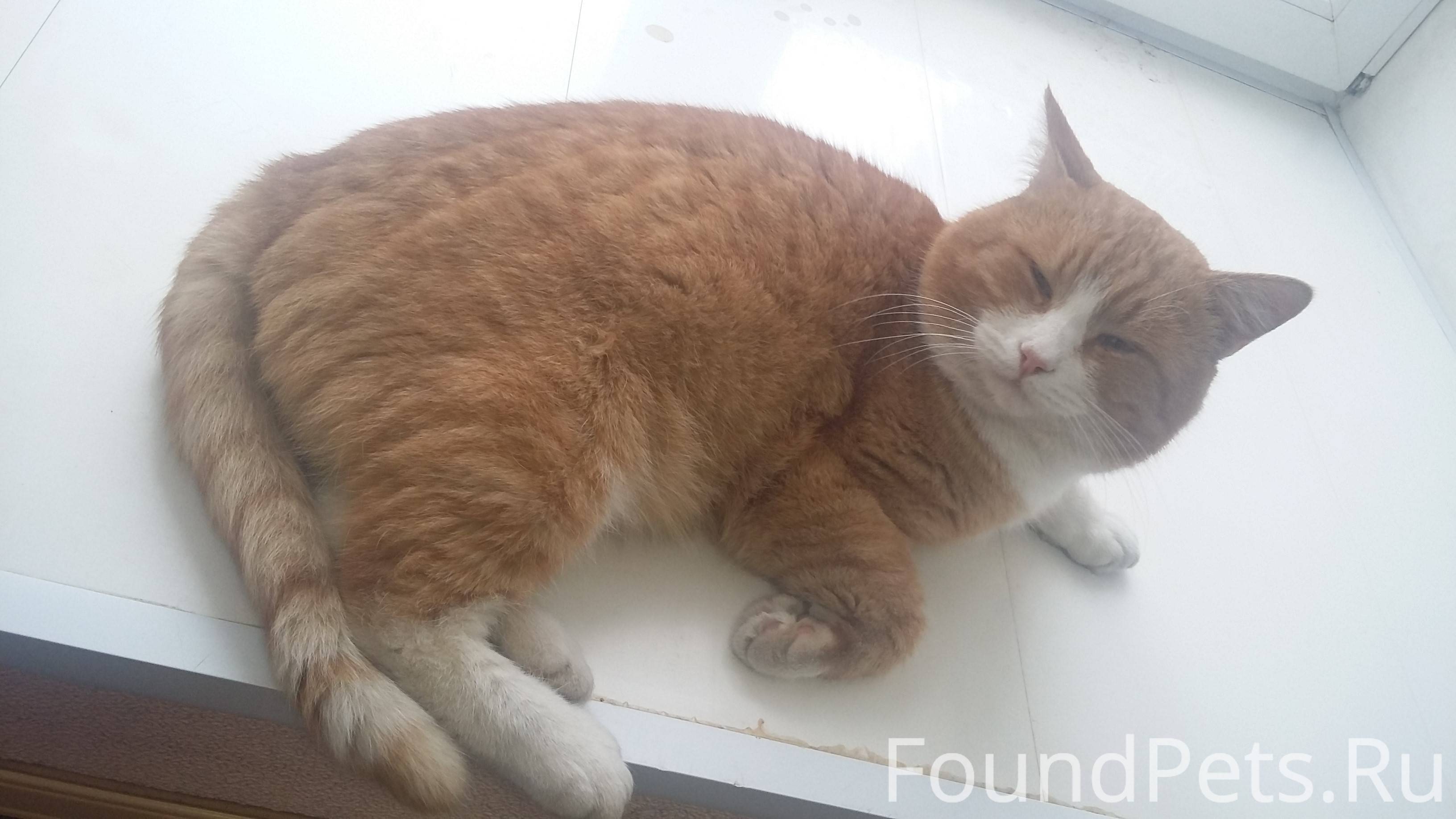 кот кузя. рыжий пушистый котенок подросток. мейн кун рыжий. порода котов мейн кун. рыжий кот самара.