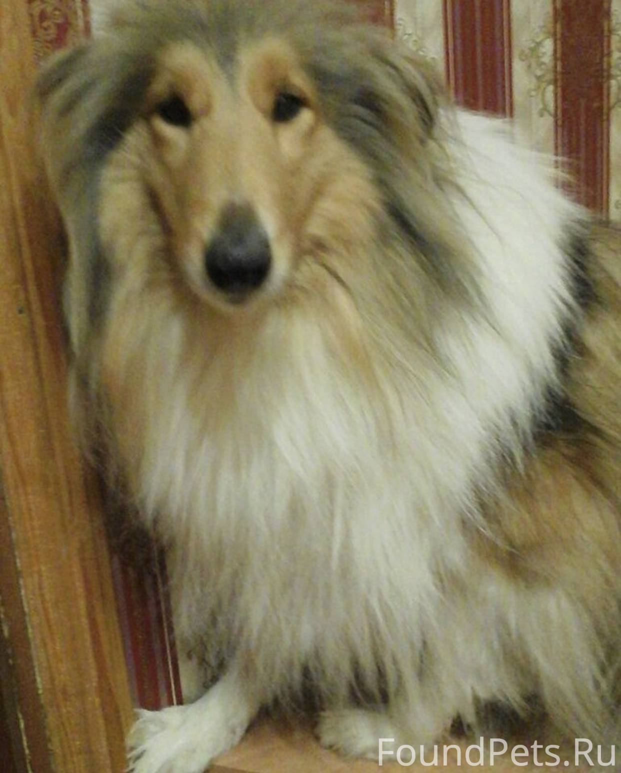 Колли щенок. Клички собак колли. Клички собак колли. Колли собака. Колли собака характеристика.