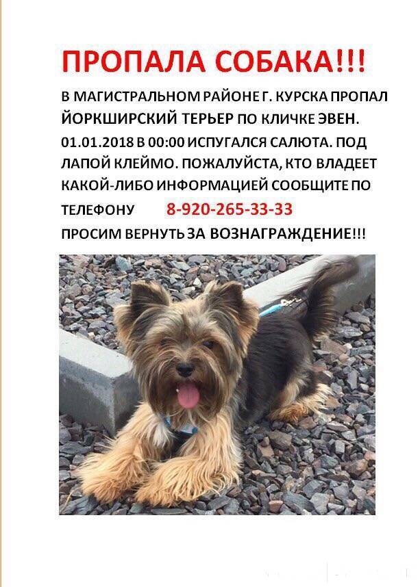Русский язык объявление о пропаже собаки