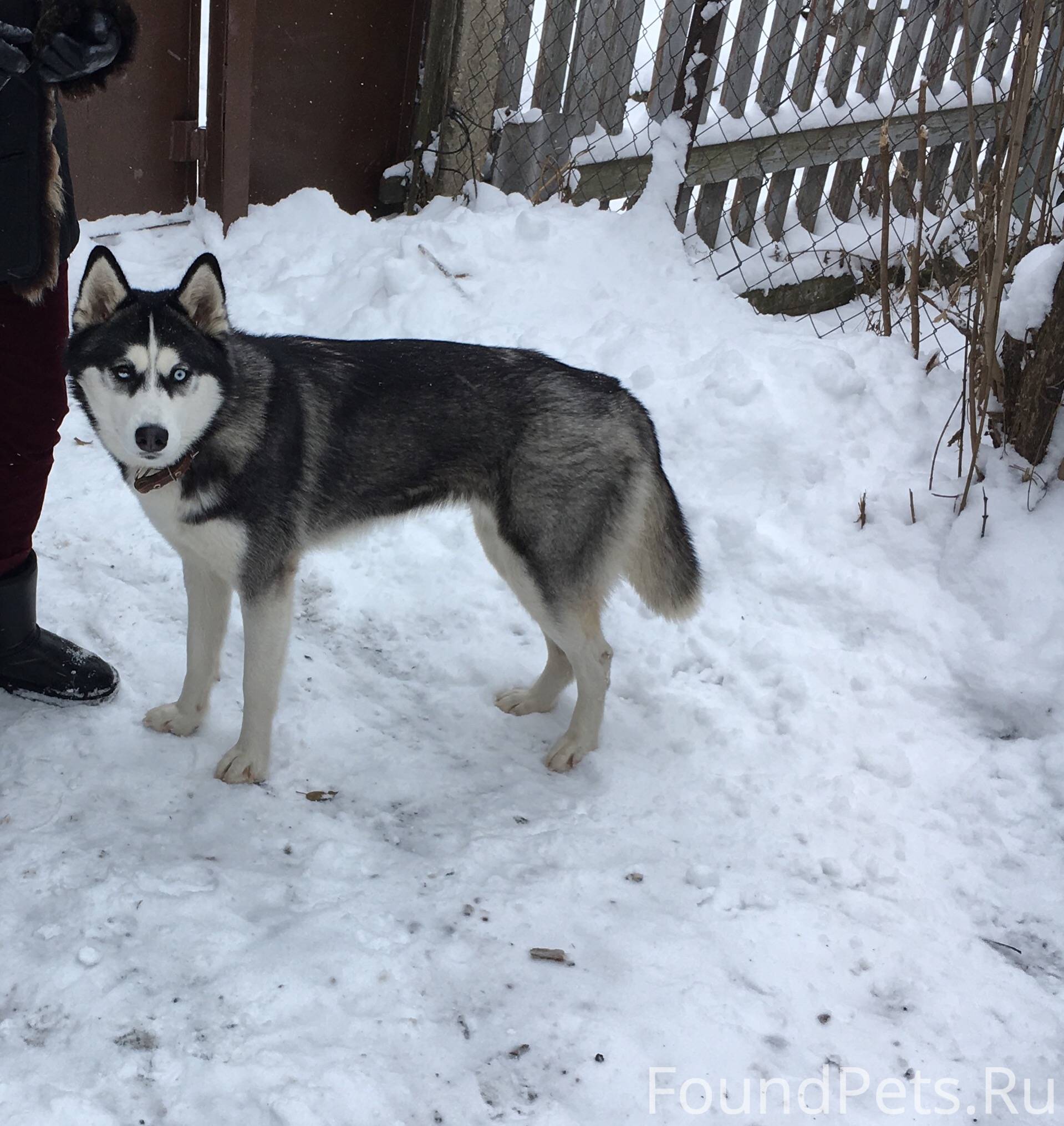 Собака пятигорск