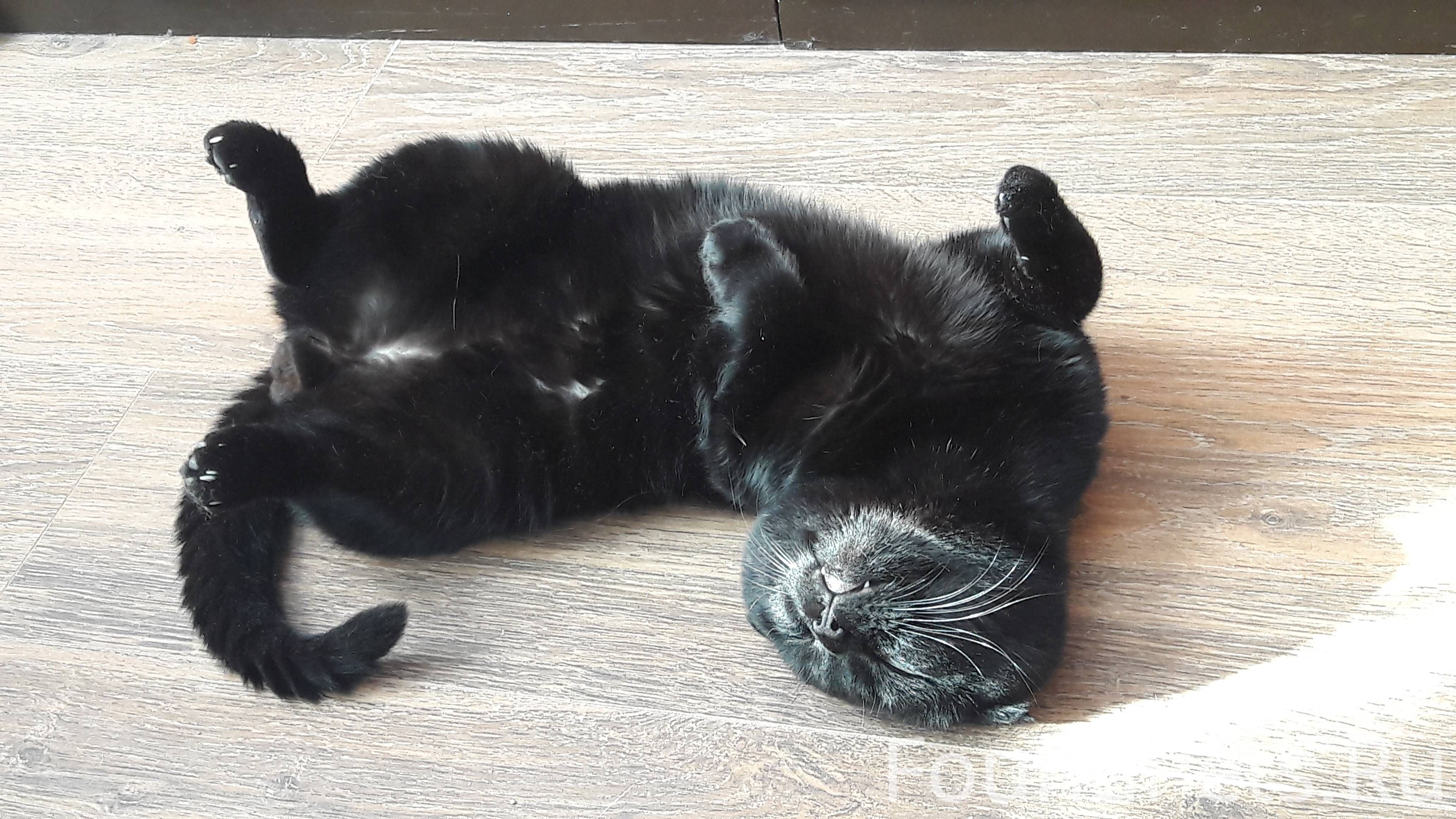 Черный кот вислоухий лежит