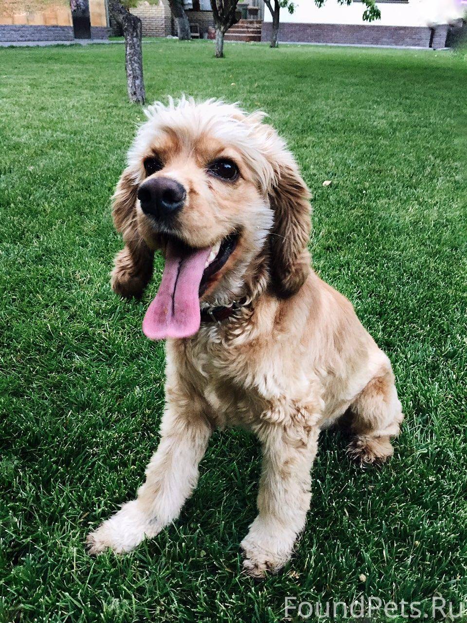 лаки имя собаки