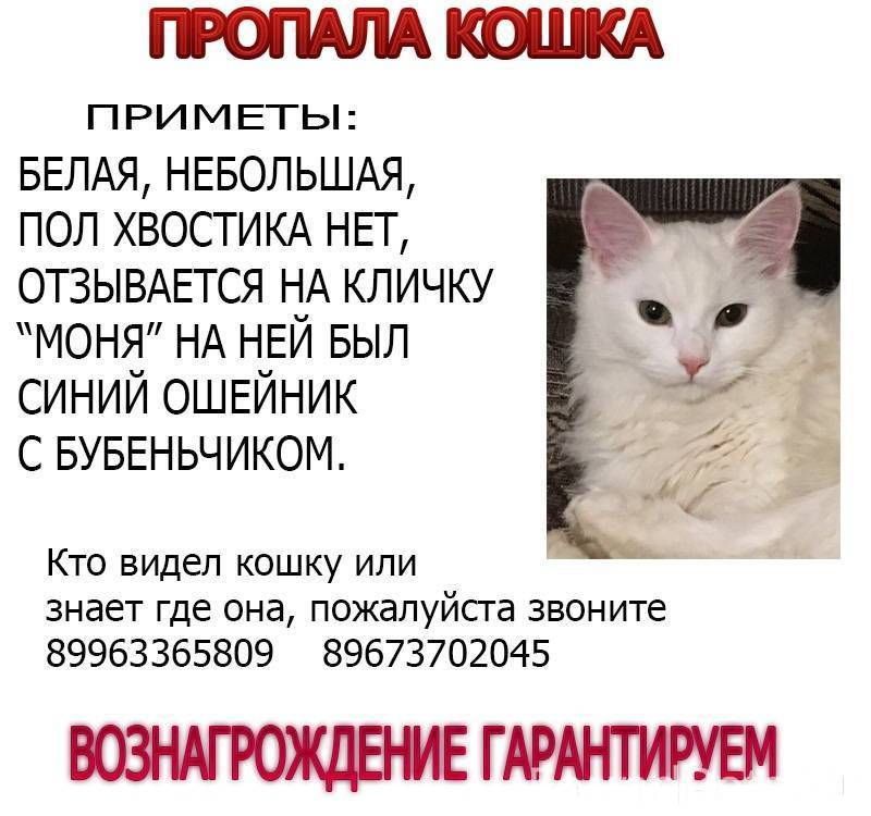 Белая пропала. Потерялась кошка белая. Пропала кошка белая. Пропала кошка. Приметы: белая. Особая примета кошек белых..