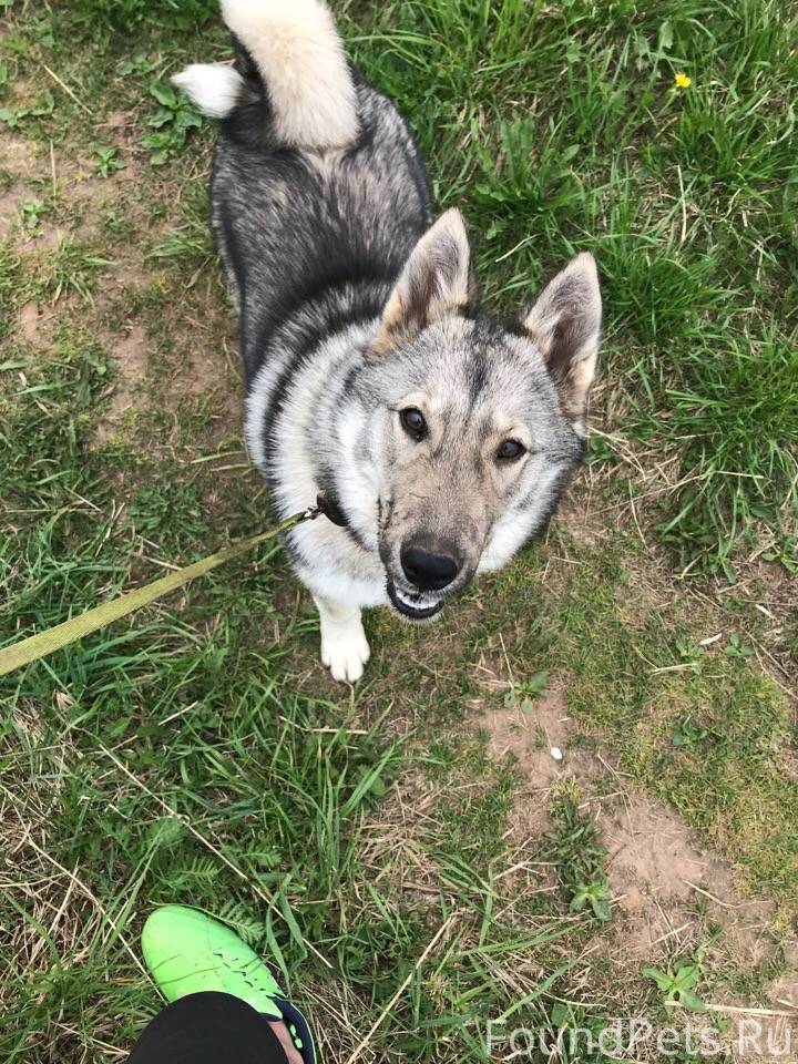 Сибирская лайка хаски. Лайки джей. Аляскинский маламут. Маламут и хаски метис. Западносибирская лайка лайки.
