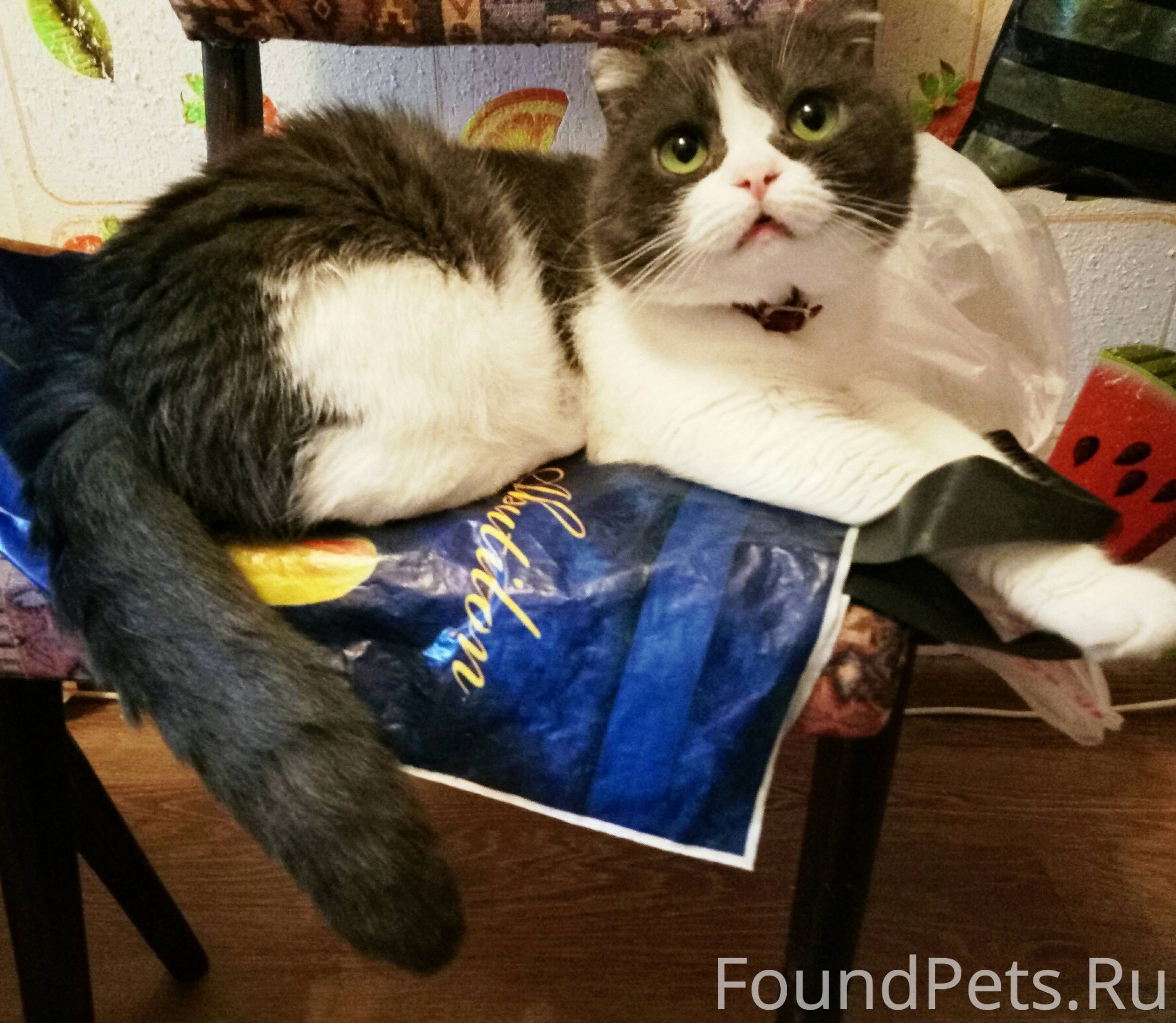 найден кот таганрог. найденные коты таганрог. найденные кошки в таганроге. нашли черного кота таганрог. нашелся кот объявление в таганроге.