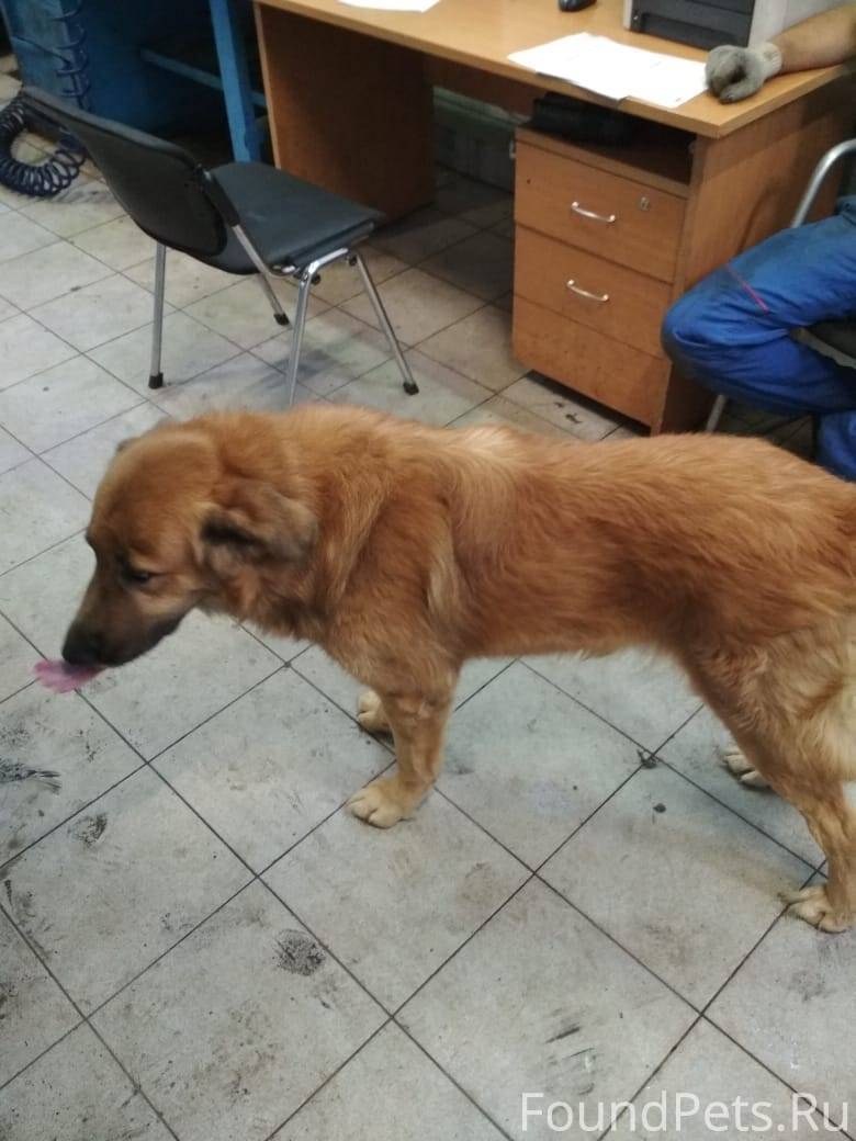 Найдена собака рыжая. Маленькая рыжая собачка похожая на лисичку. Собака рыжая найдена солнечное репино. Рыжий рыжий рыжий пес. Найти рыжую собаку.