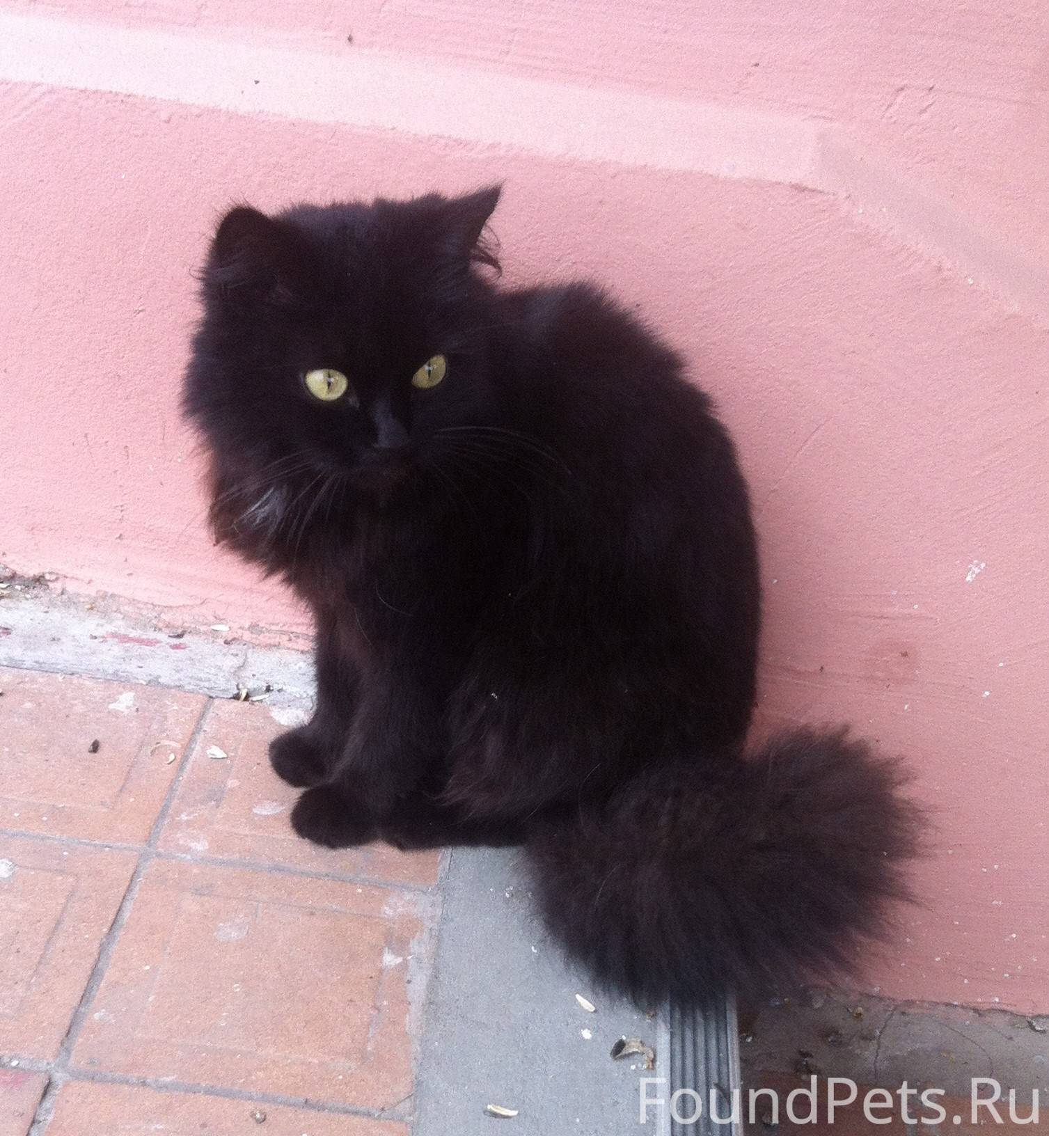 Черный котенок с пушистым хвостом