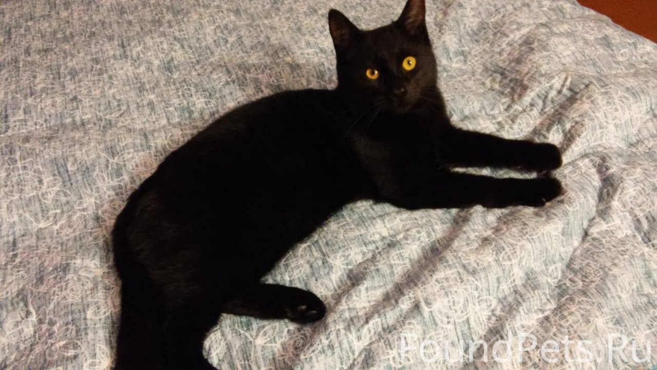 Ищу черную кошку. Найден черный кот с красным ошейником. Найден кот черный дым. Black Cat черный кот Краснодар. Найден черный кот Краснодар.