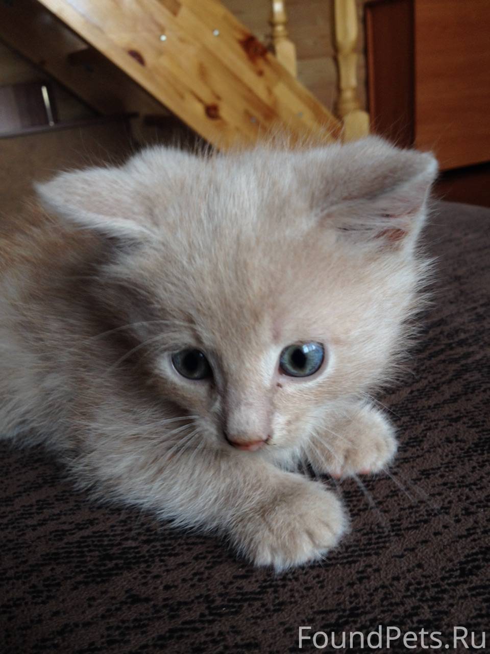 Котенок персикового цвета с голубыми глазами