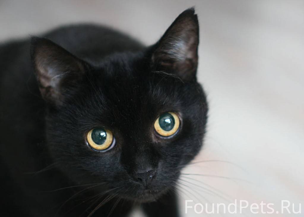 Ищу черную кошку. Британская Бомбейская кошка. Американская короткошёрстная кошка черная. Бомбейская кошка черная с желтыми глазами. Бомбейская кошка черно белая.