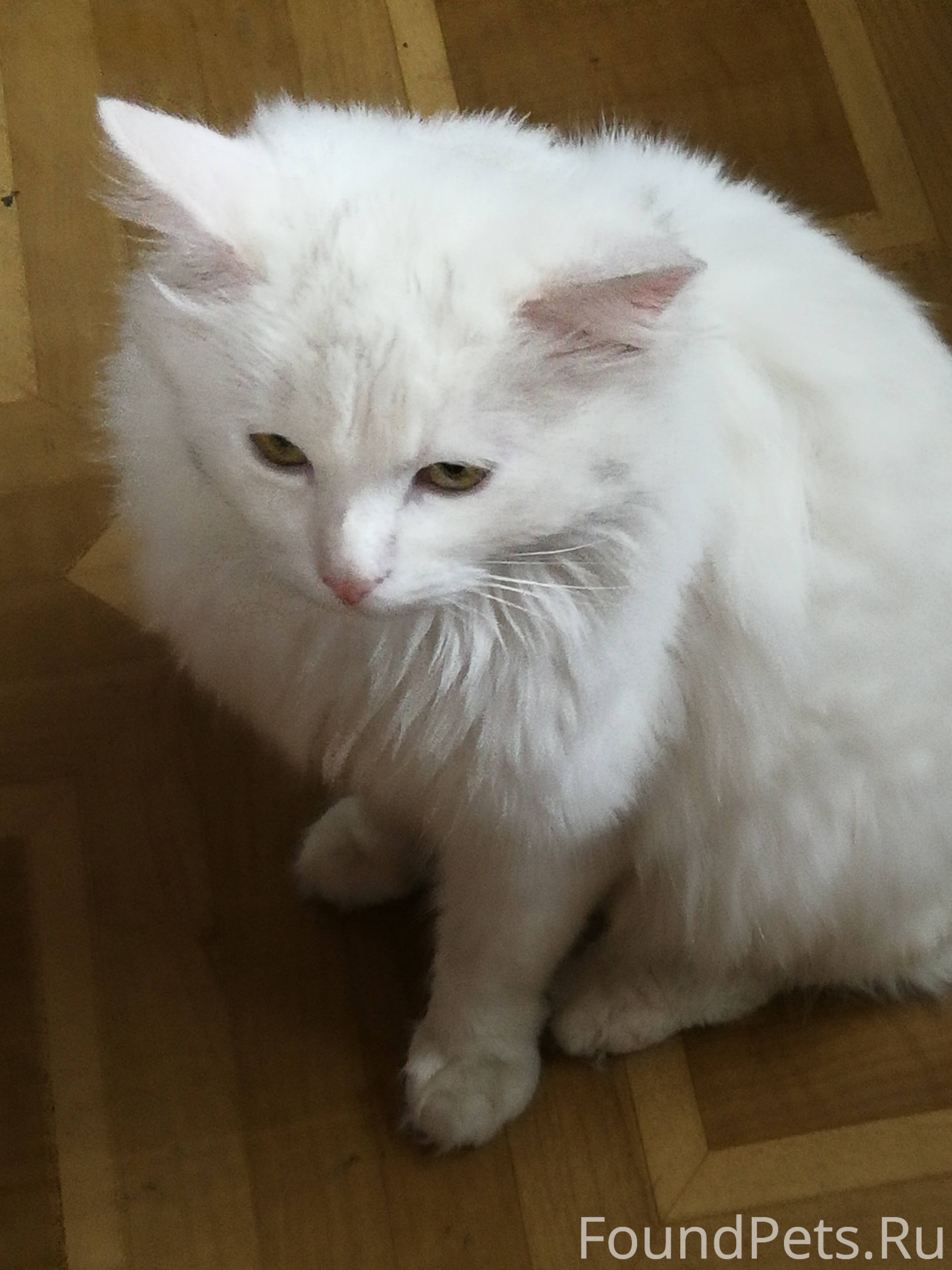 Возьму белую кошку. Найден белый кот. Белый кот потеряшка. Найден белый кот Москва. Потеряшка белая.