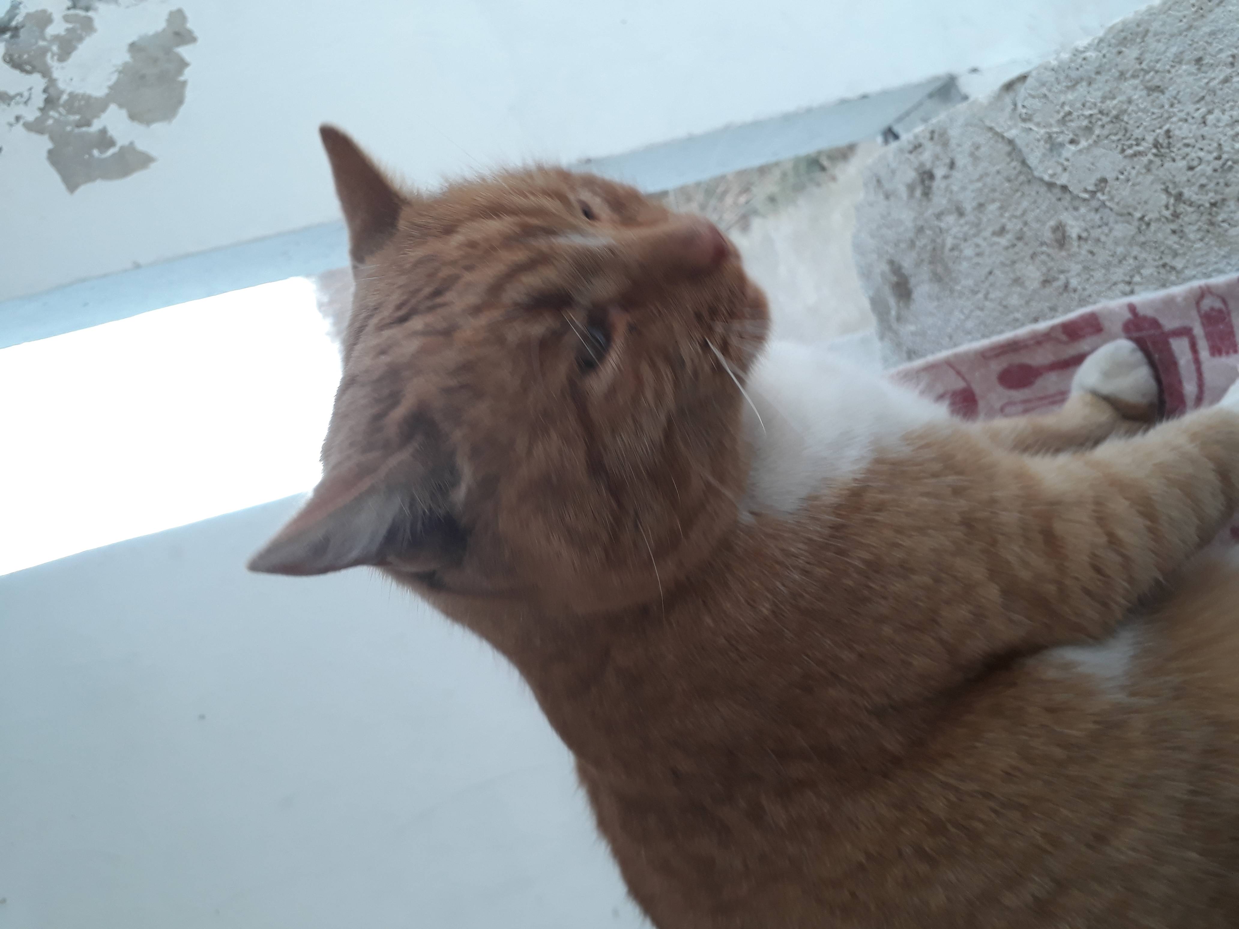 Рыжий кот черкесск