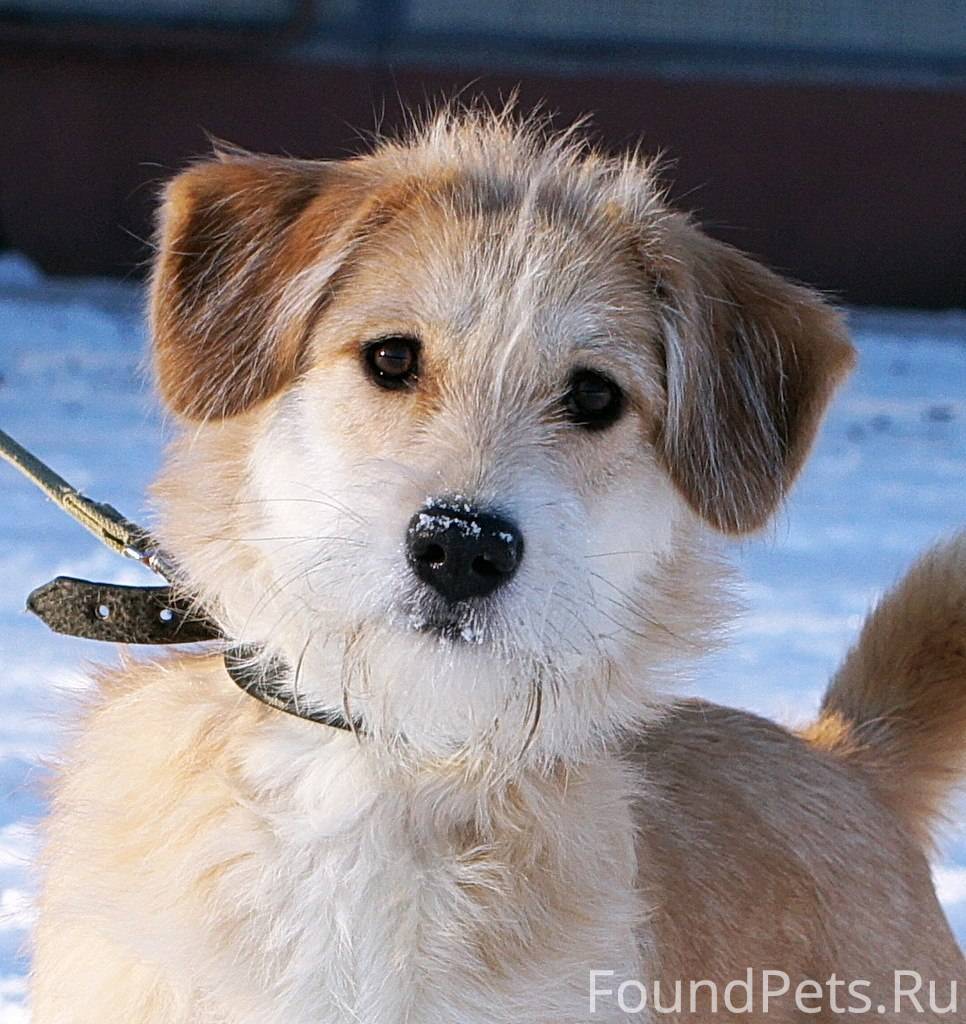 Pet 911. Сельская собака. Собака в деревне. Деревенский пес. Щеночек деревенский.