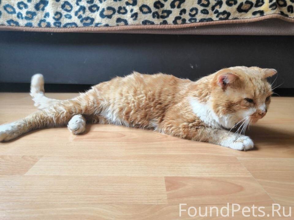 семья мейн кунов рыжих. пигментный кот рыжий. европейская короткошерстная кошка рыжая. рыжий кот батайск. семейка мейн кунов.