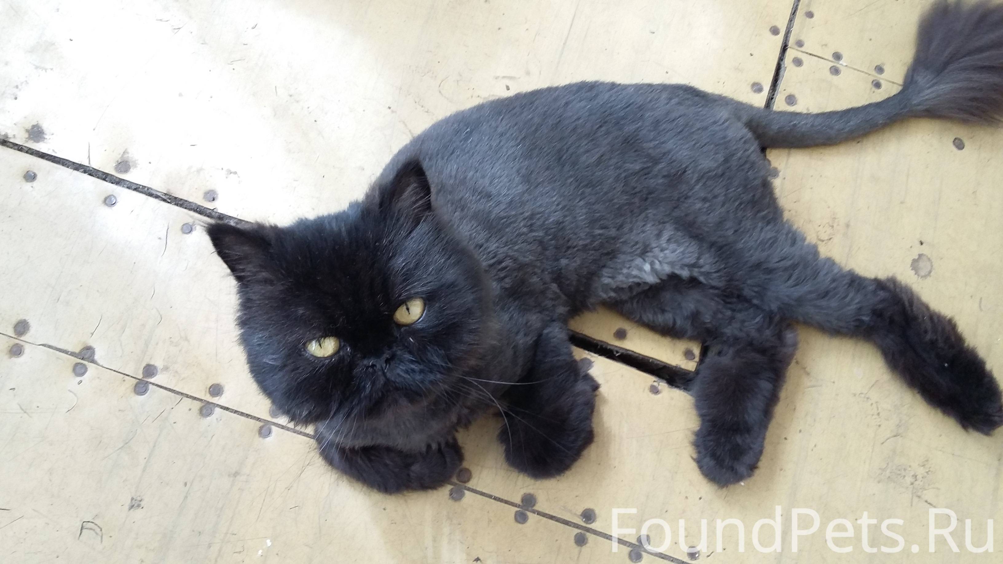 Подстриженный черный котенок