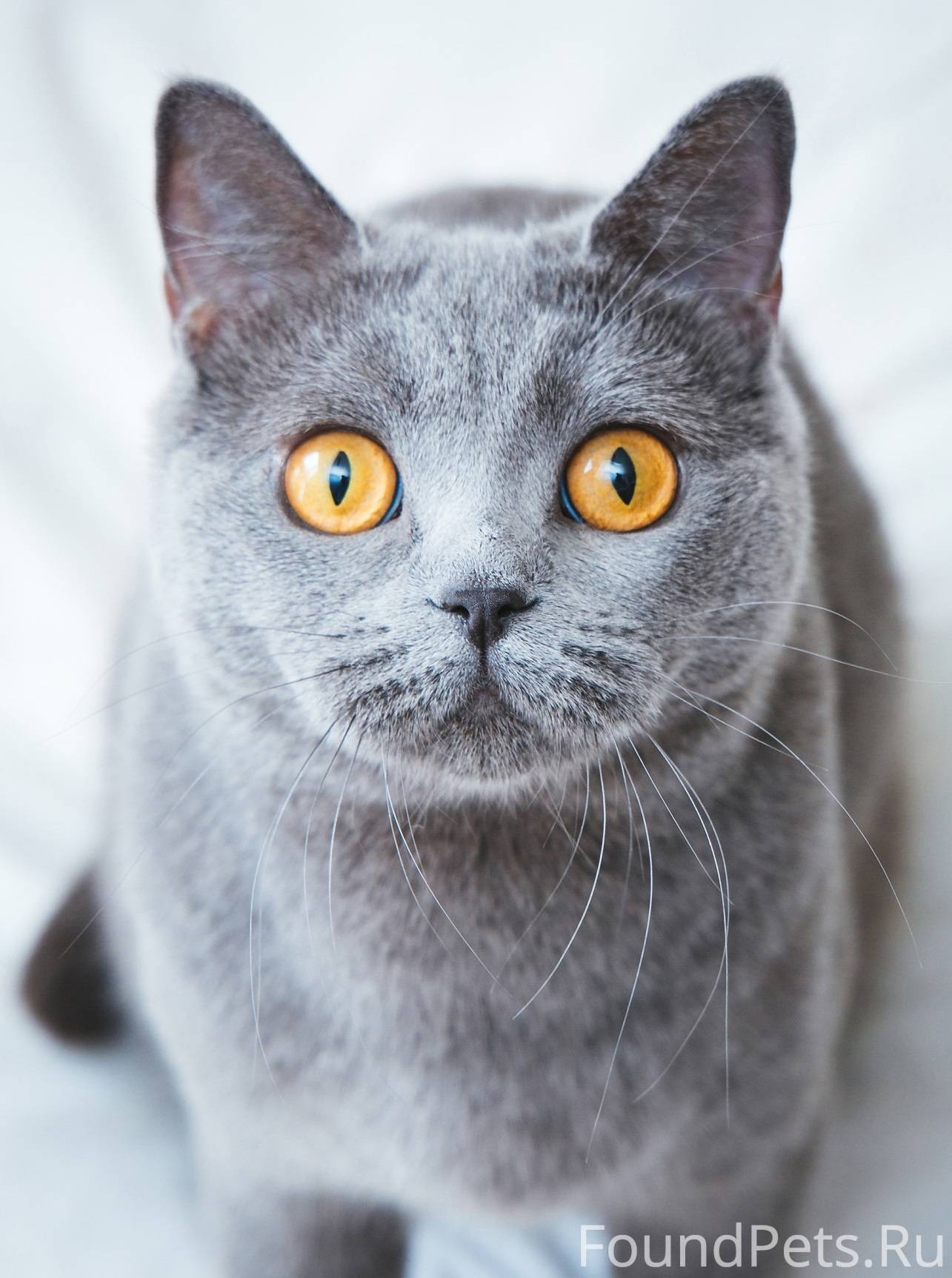 Кошка с желтыми глазами порода. Серый кот порода шартрез. Французская порода кошек шартрез. Скоттиш шартрез кошка. Шартрез великобританский.