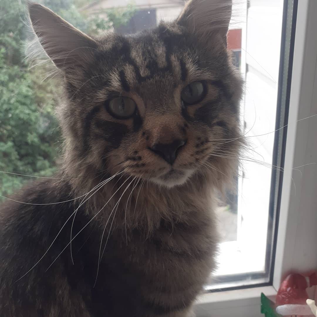 Объявление. Пропал кот!!!