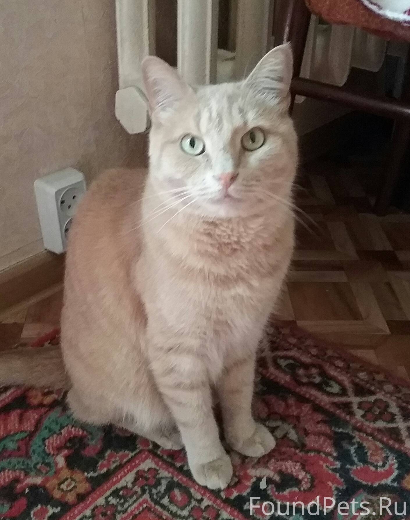 Найден кот персиковый рыжий серый ошейник