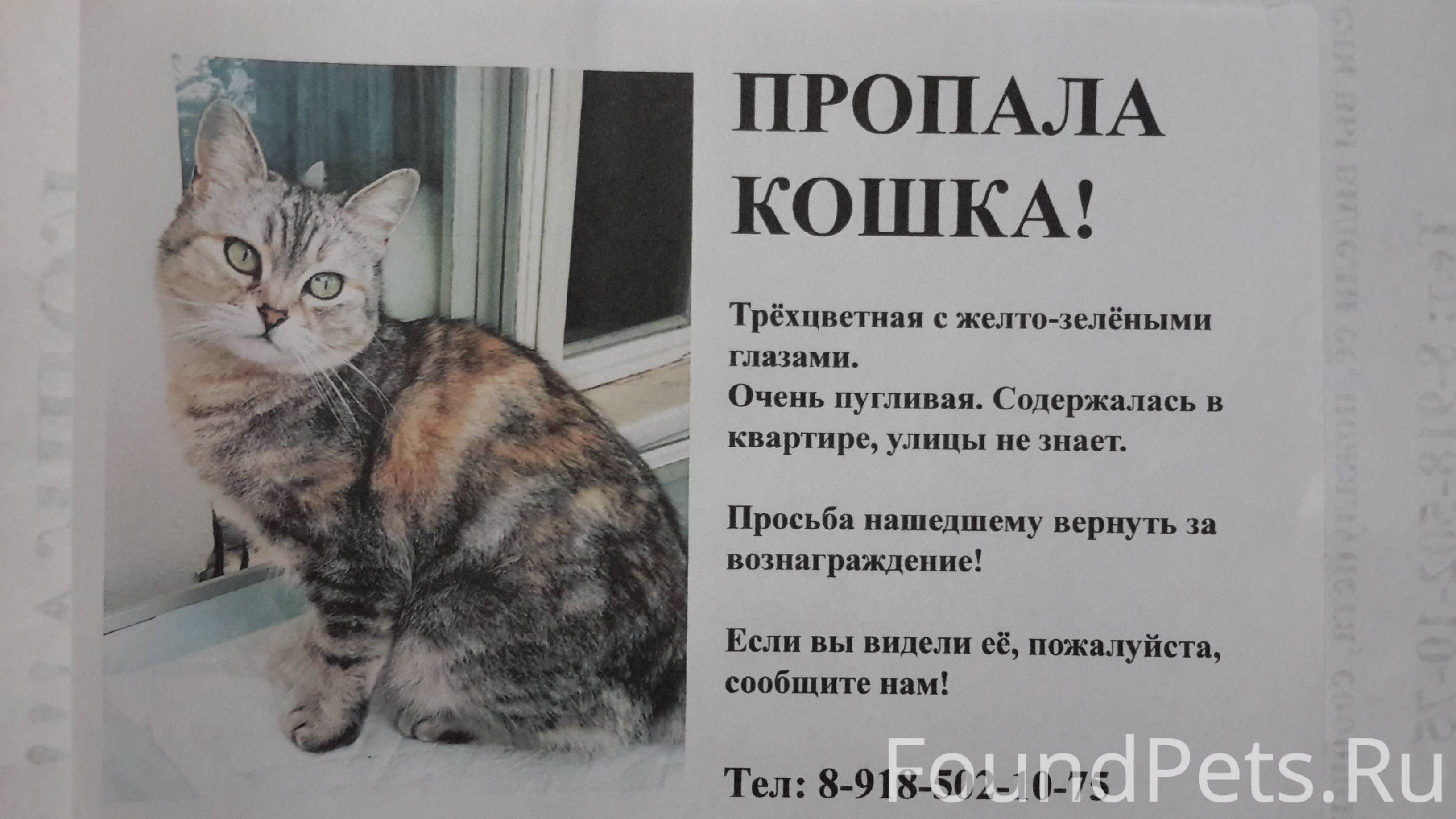 Потерялась кошка. Объявление о пропаже кошки. Пропала кошка. Пропала кошка объявления. Потерялась кошка объявление.