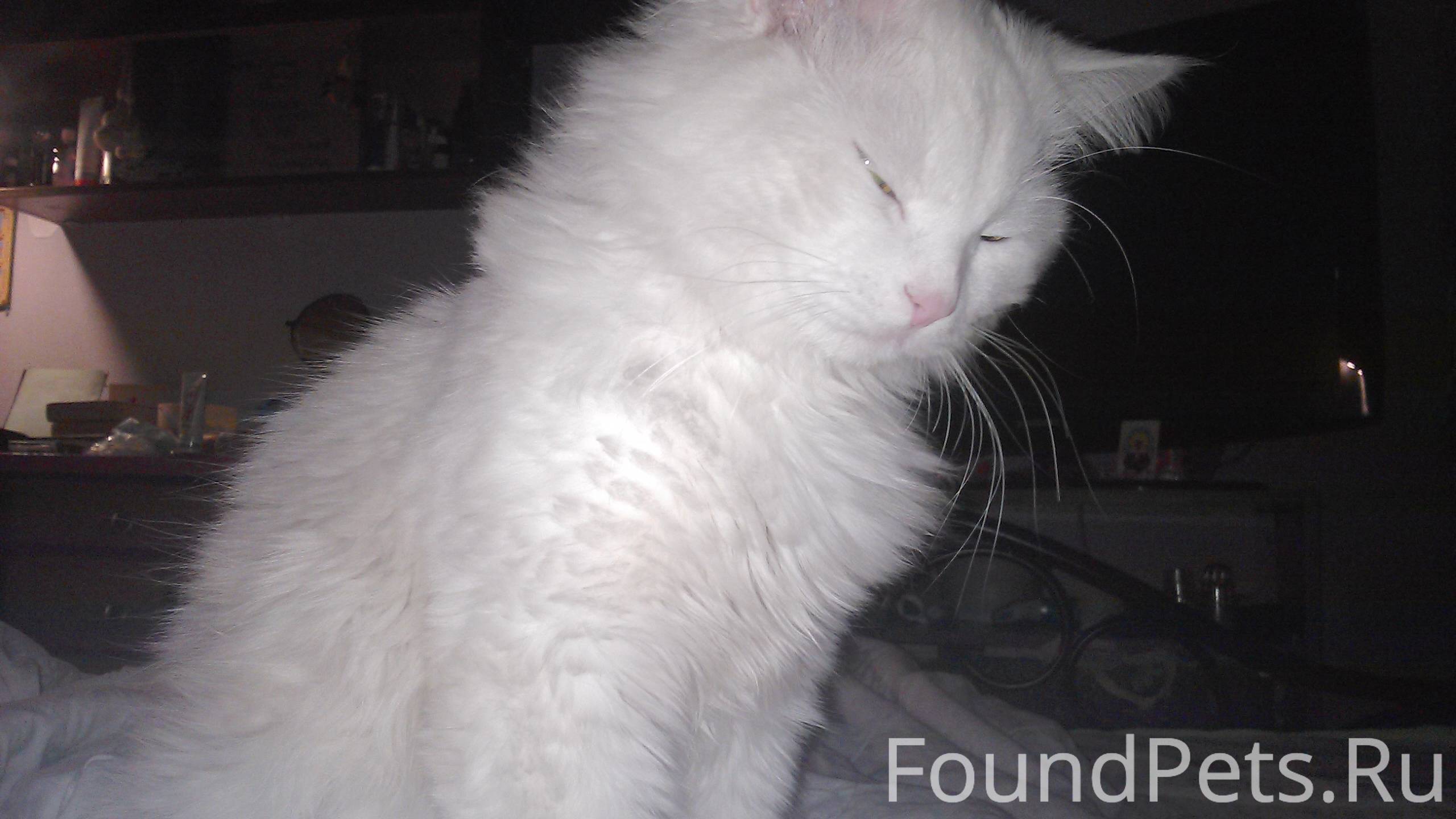 Найден белый кот Москва
