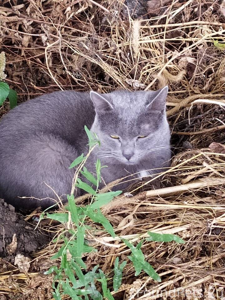Найденный серый кот