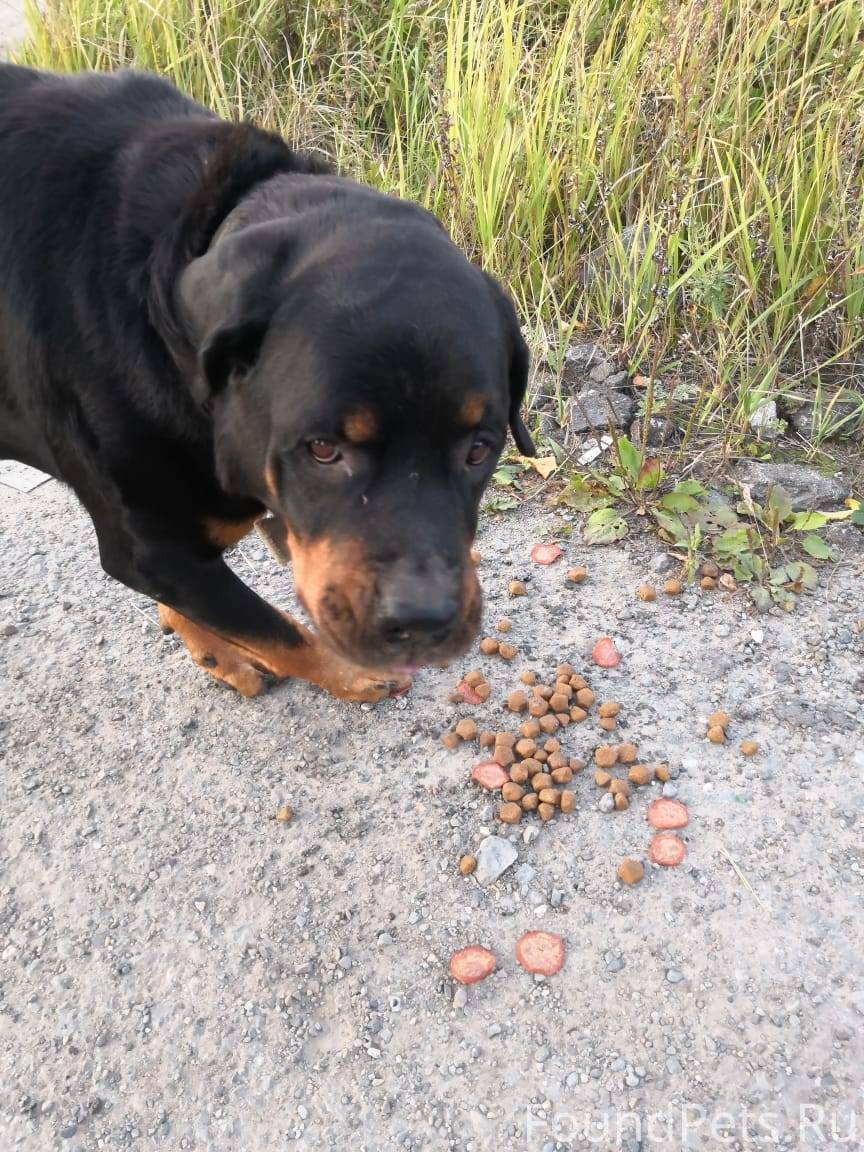 Найденные ротвейлеры. Найденные ротвейлеры. Метис ротвейлера и немецкой овчарки. Найденные ротвейлеры. Найденные ротвейлеры.