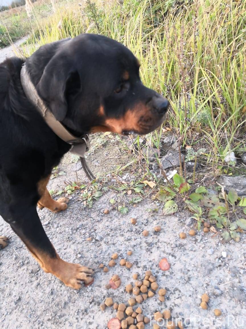 Ротвейлер в деревне. Ротвейлер бежит. Найденные ротвейлеры. Ротвейлер на цепи. Ротвейлер с белой грудкой.