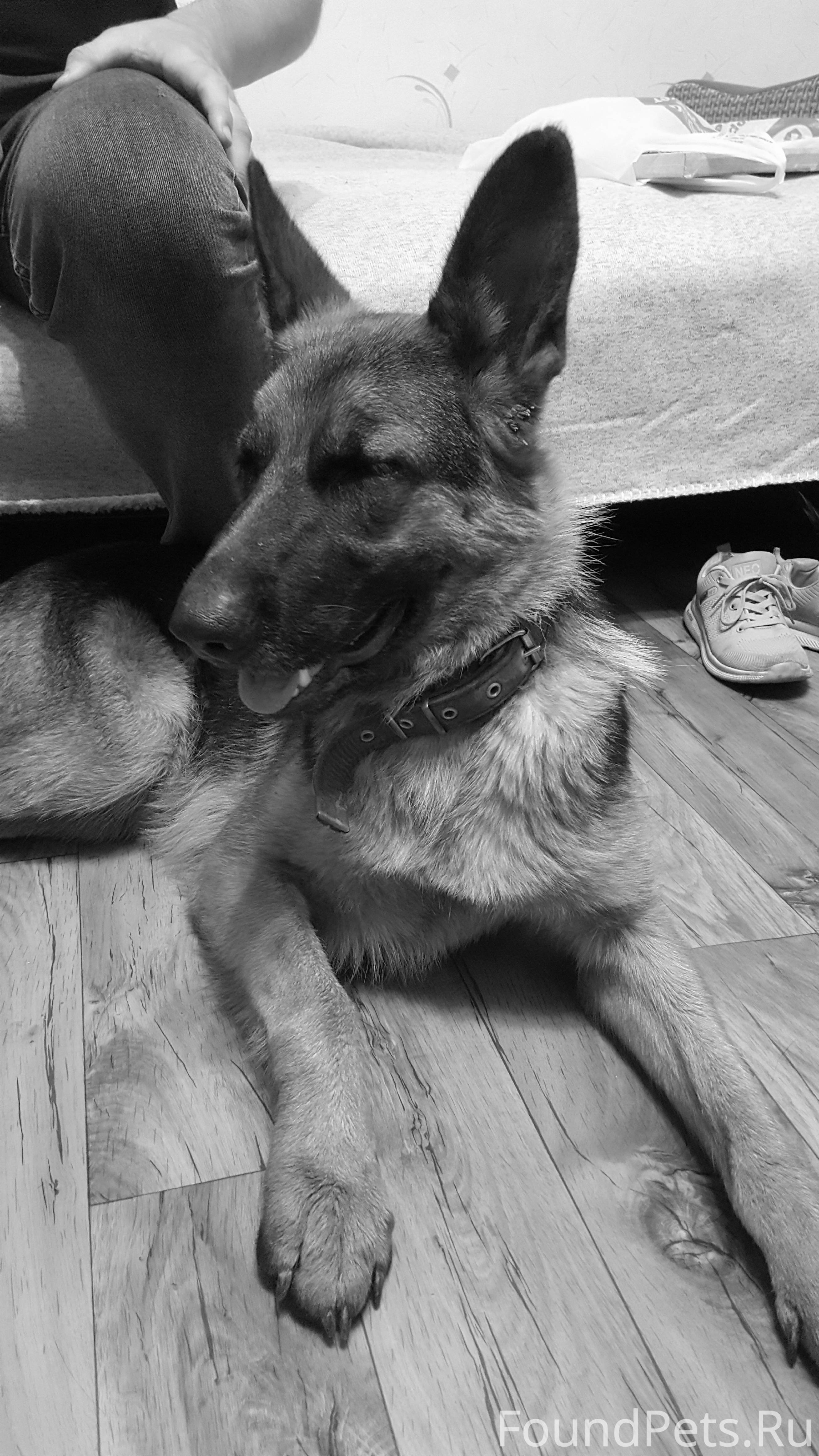 рэксик. купить собаку в иркутске. шелехова собаки. шелехова собаки. шелехова собаки.