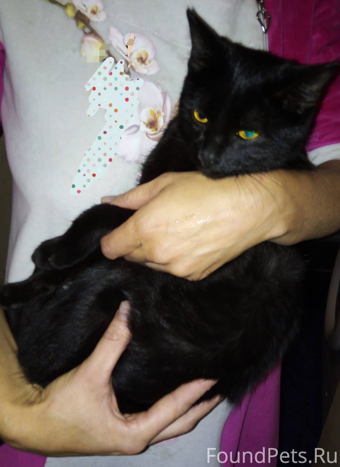 Ищу черную кошку. Найдена черная кошка. Нашлась черная кошка. У кошки на шее черные пятна что это. Найден черный кот Московская область.