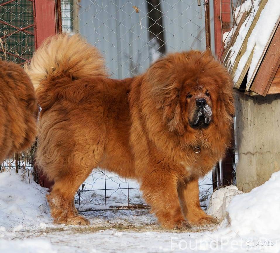 Фото тибетского мастифа европейского типа