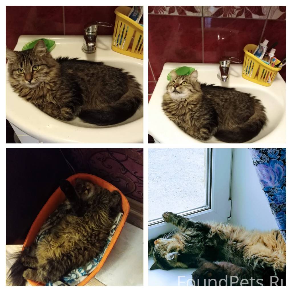 кот липецка. кот липецка. потеряшки липецк кошки. кот тайсон фото. кот липецка.