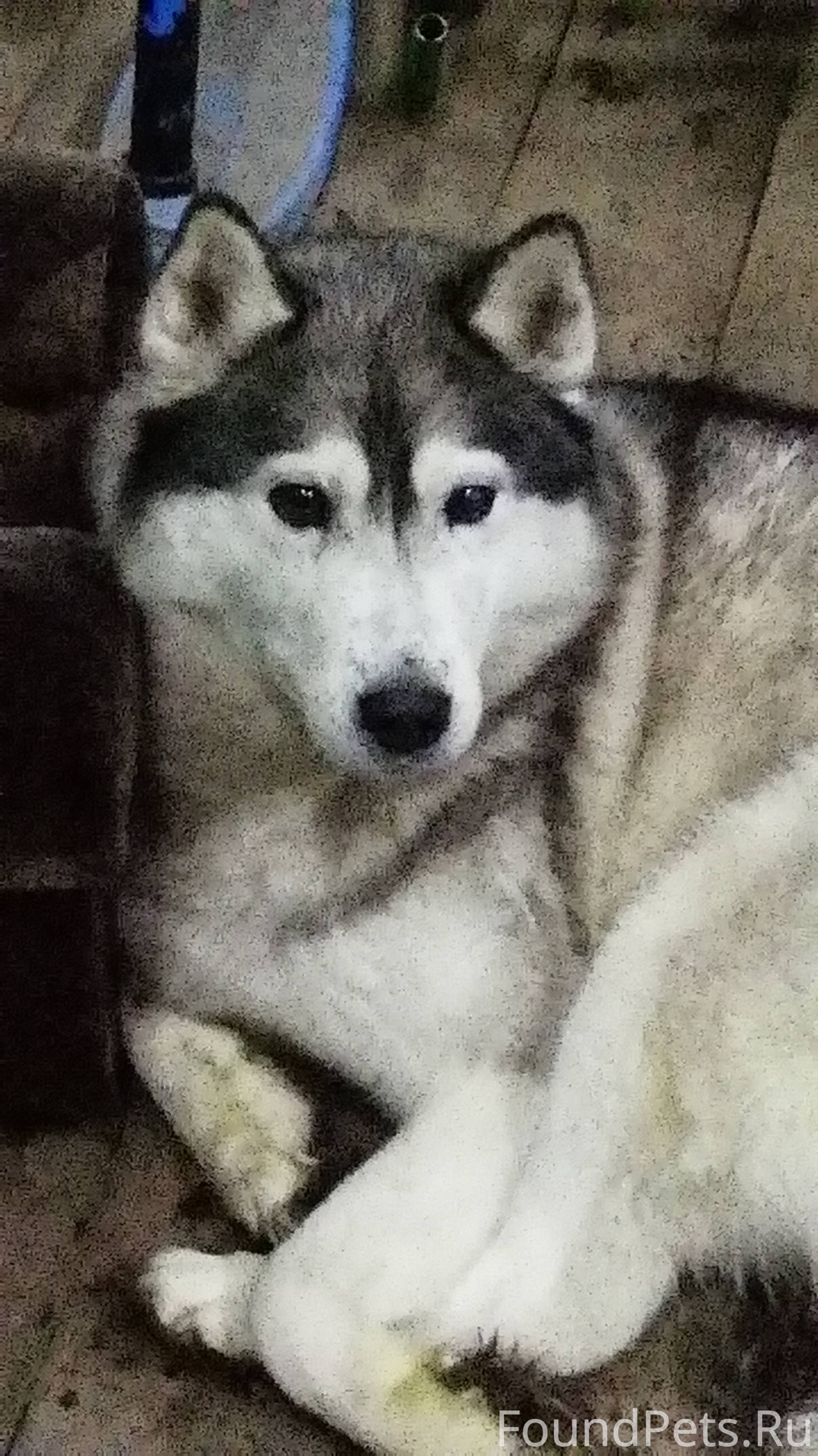 Западно сибирская лайка. Восточносибирская лайка. Хаски сэпполы порода. Говорящая лайка. Хаски хуяски.