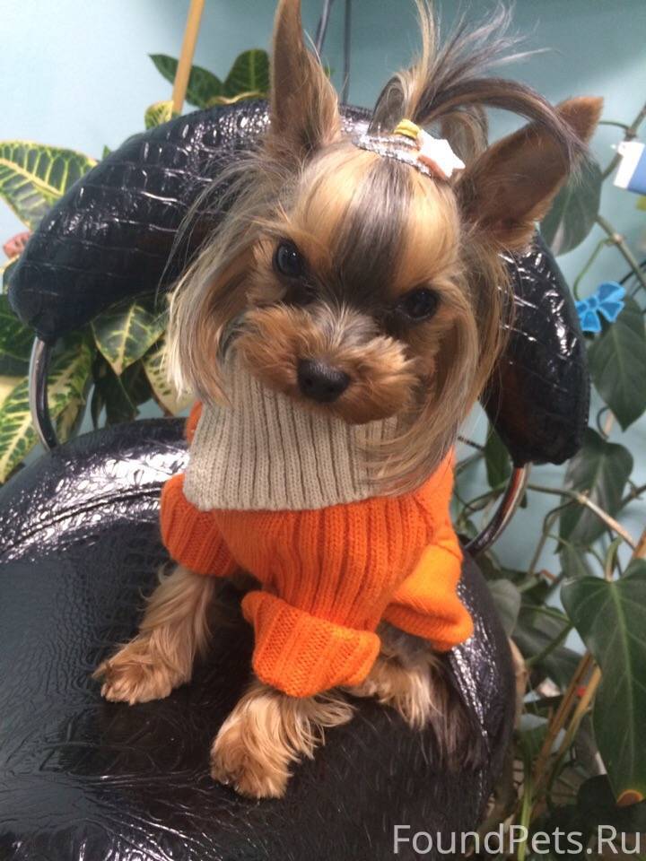 Грумминг йорка. Йоркширские терьеры на авито. Супер тифунь мини - йорк. Екб ерк. Карликовый ёршский терьер.