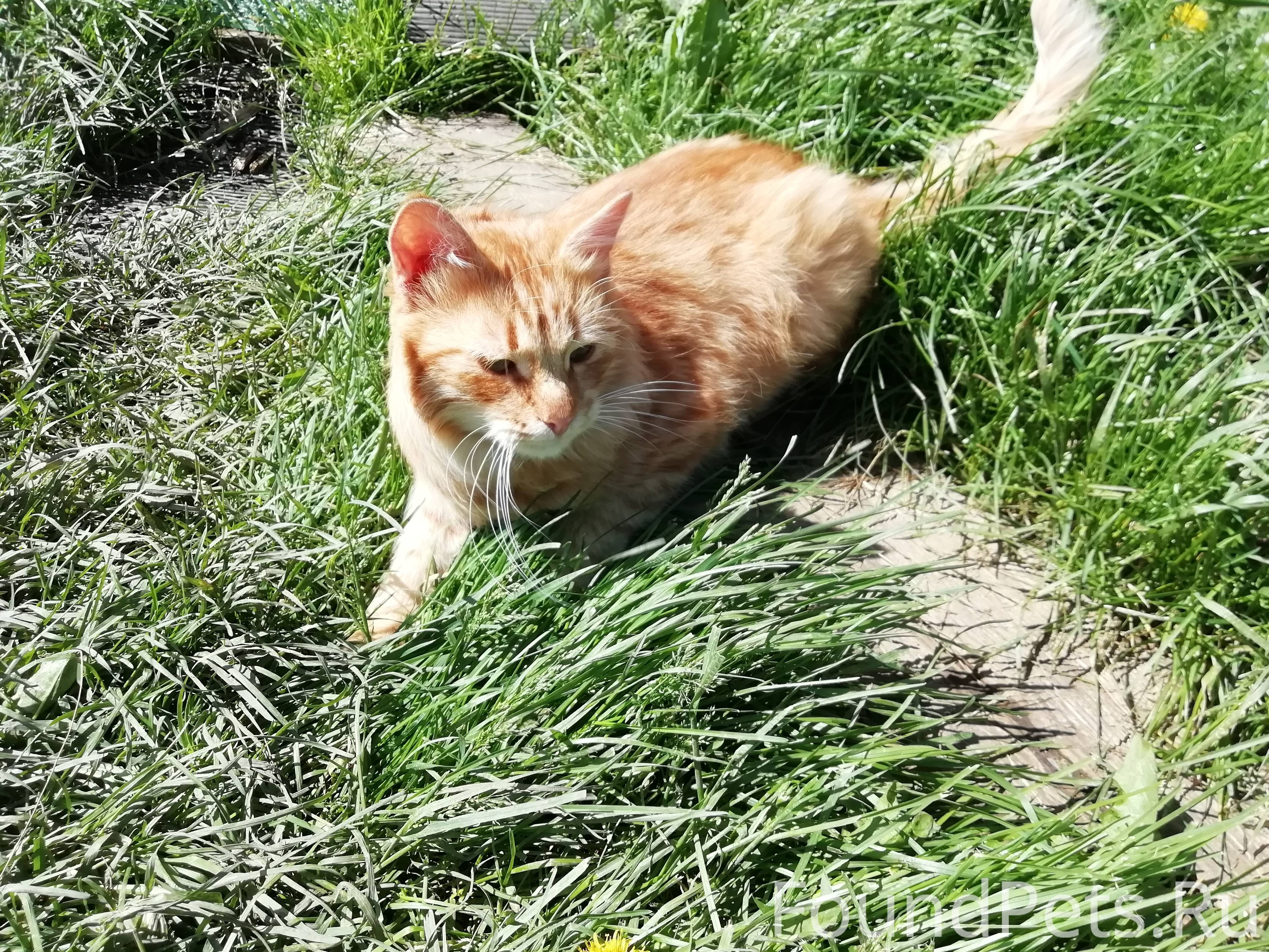 Рыжий кот комочек. Рыжий котенок дворовый. Рыжая кошечка. Где найти рыжего кота. Стрижка рыжего кота.