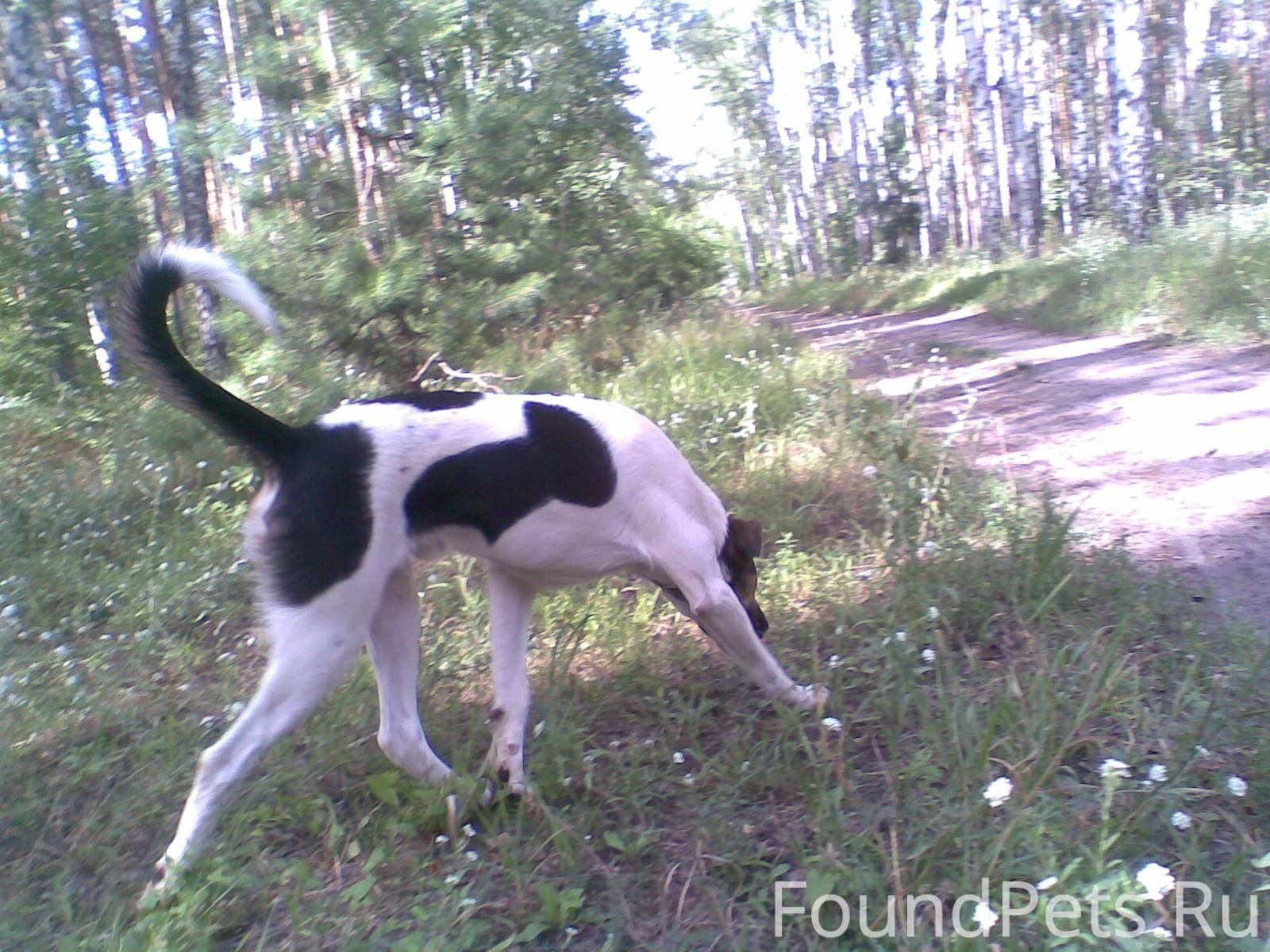собака с коричневой головой. найти собаку 17. поиск собак в воронеже. найдена собака воронеж. собака айс.