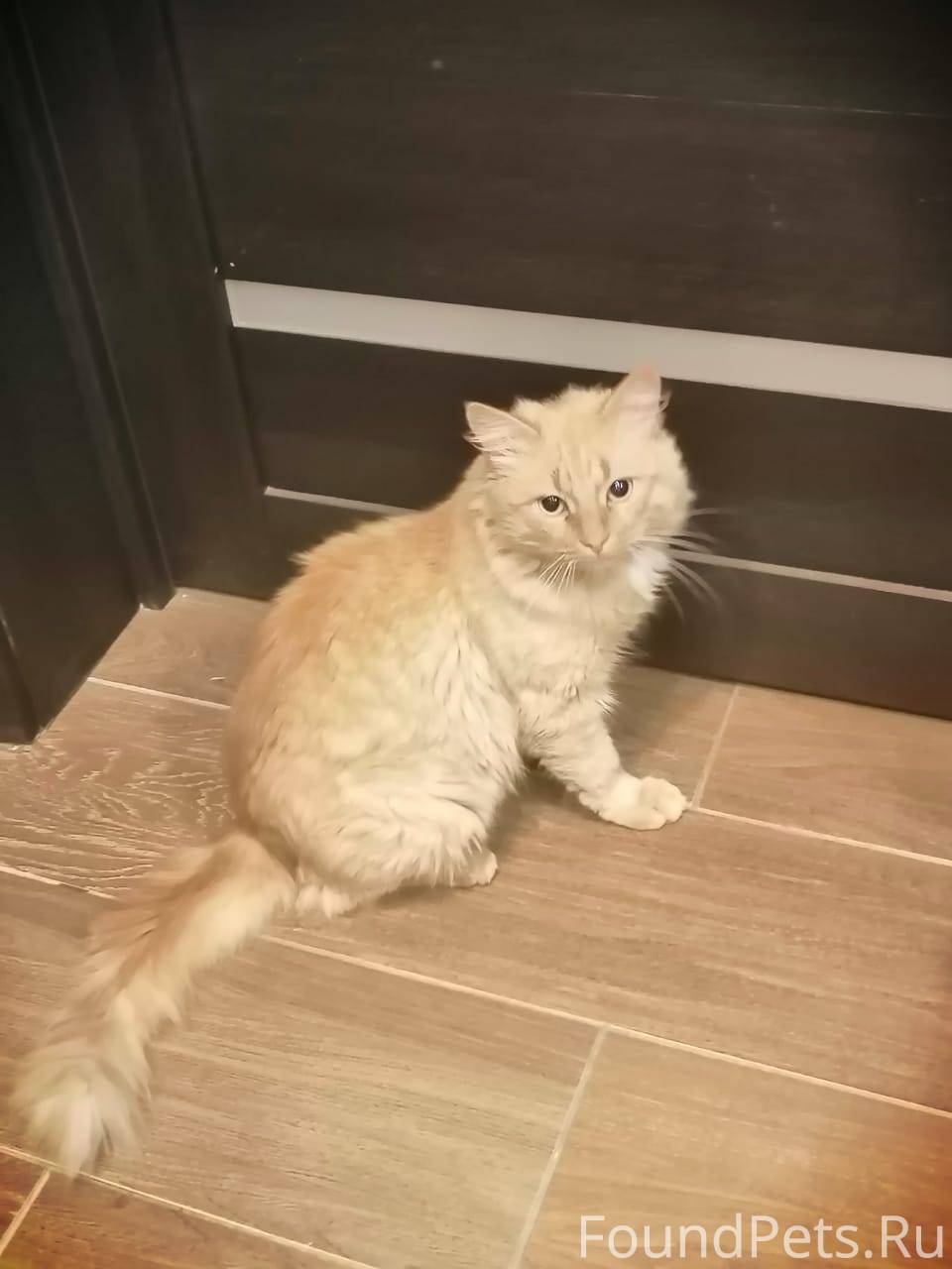 семена рыжий кот. рыжий кот белгород. улица буденного белгород. рыжий кот белгород. буденного 3 магазин белгород.