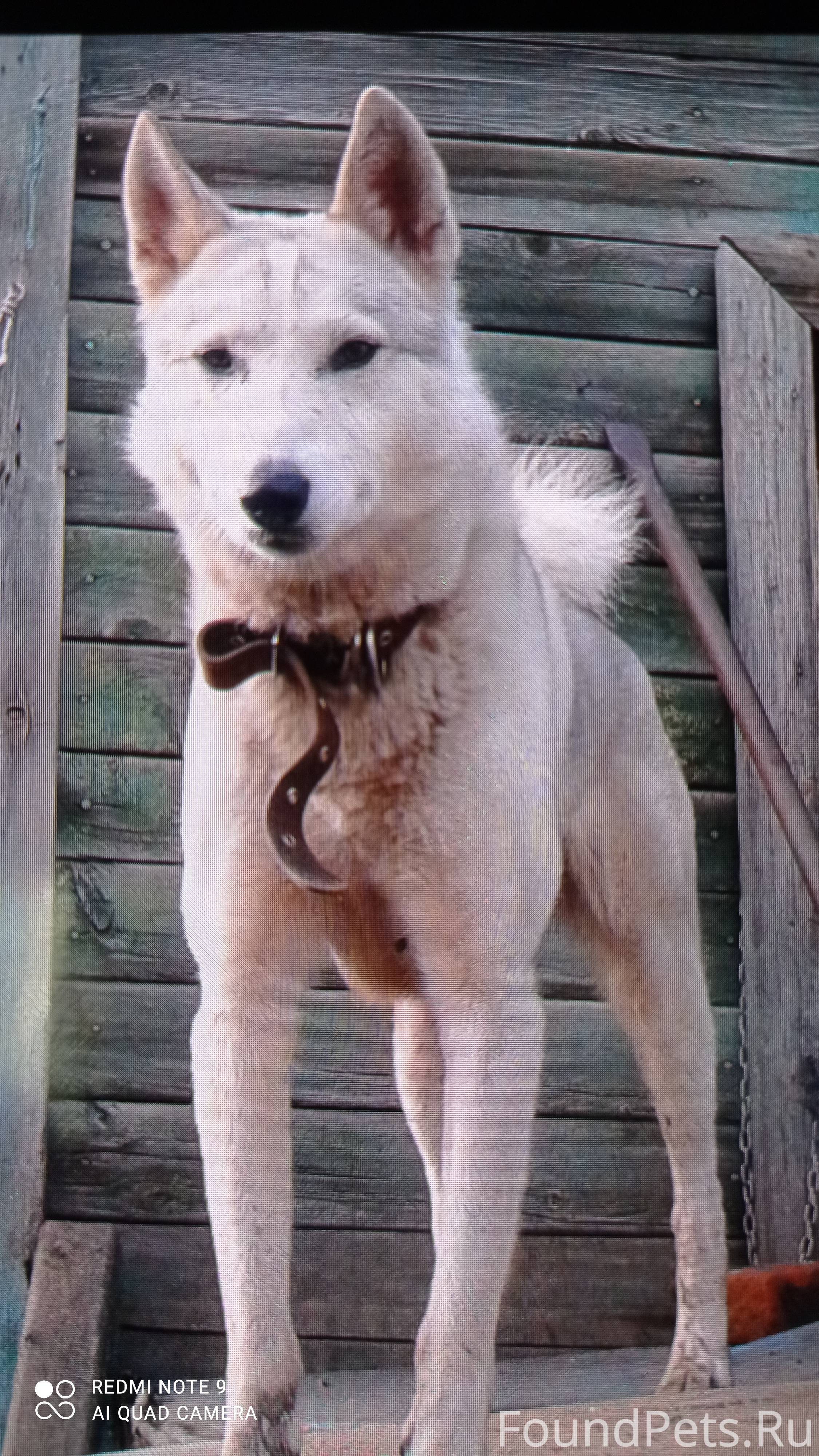 Кучум собака. Монгольская порода собак кучум. Кучум собака. Кучум порода собак. Зсл лайка кучум.