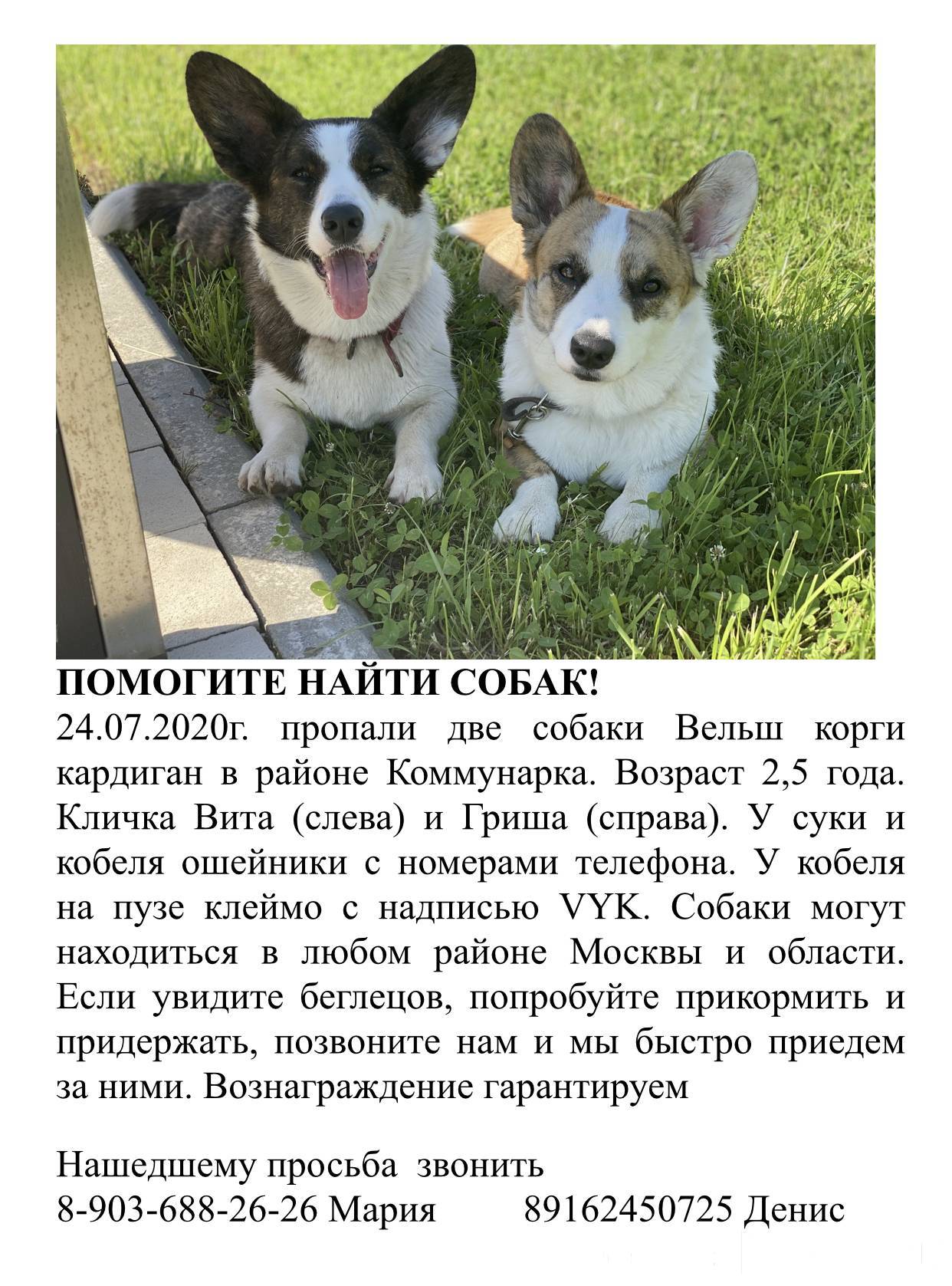 Клички и имена для щенков мальчиков и девочек вельш-корги Клички и имена для щенков мальчиков и девочек вельш-корги