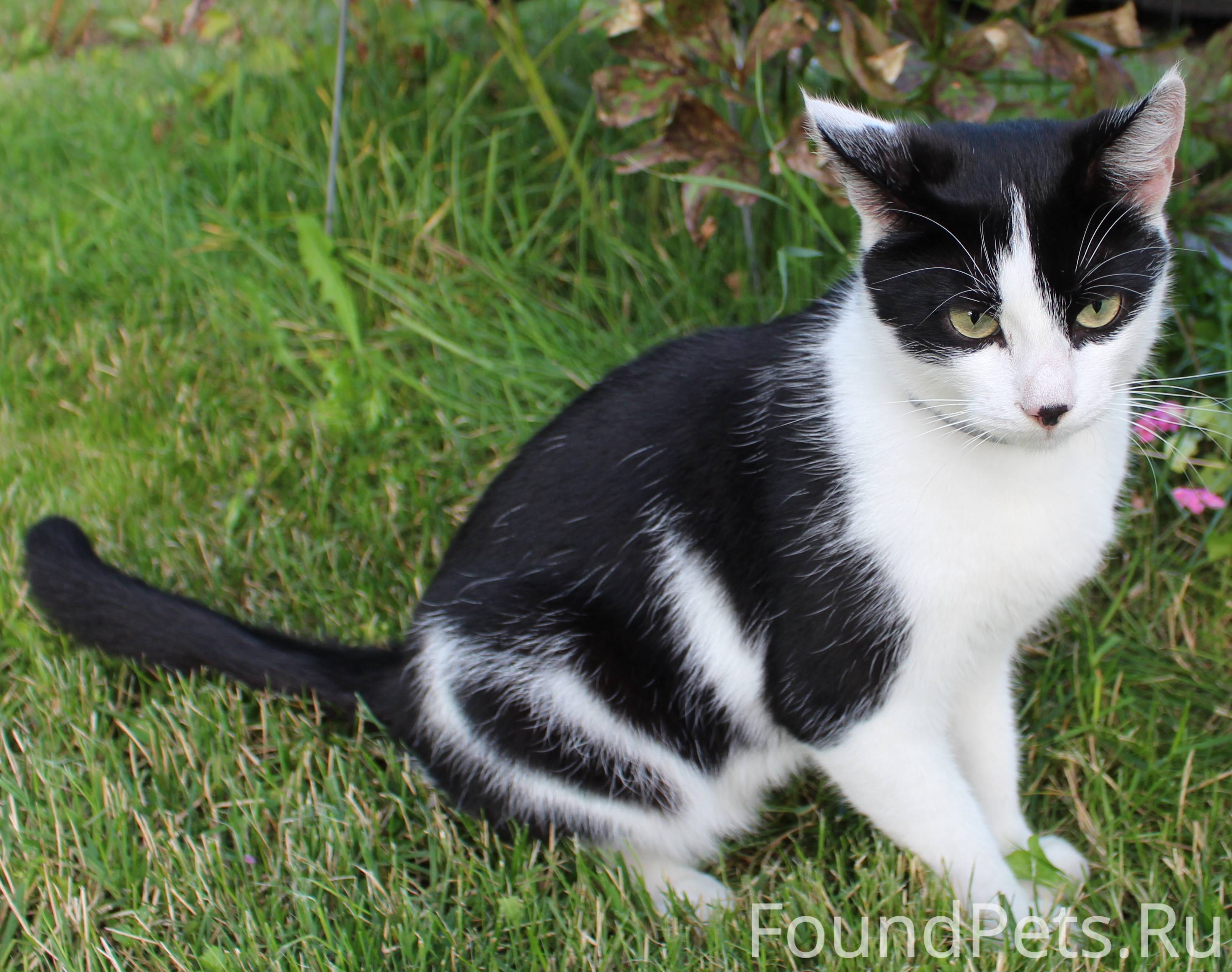Абиссинская кошка белого окраса с черными пятнышками