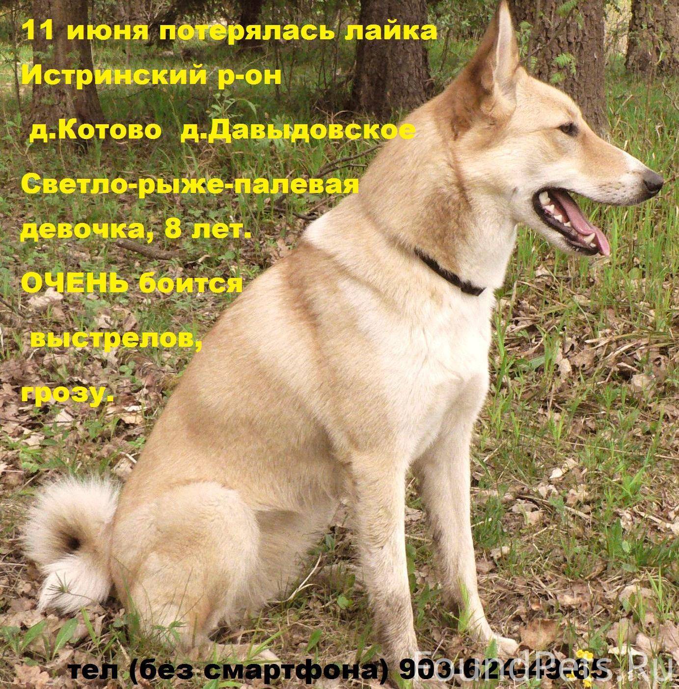 Потеряна собака московская область. Западно-Сибирская лайка палевая. Потерялась лайка. Пропала лайка кобель. Потерялась лайка Западносибирская.