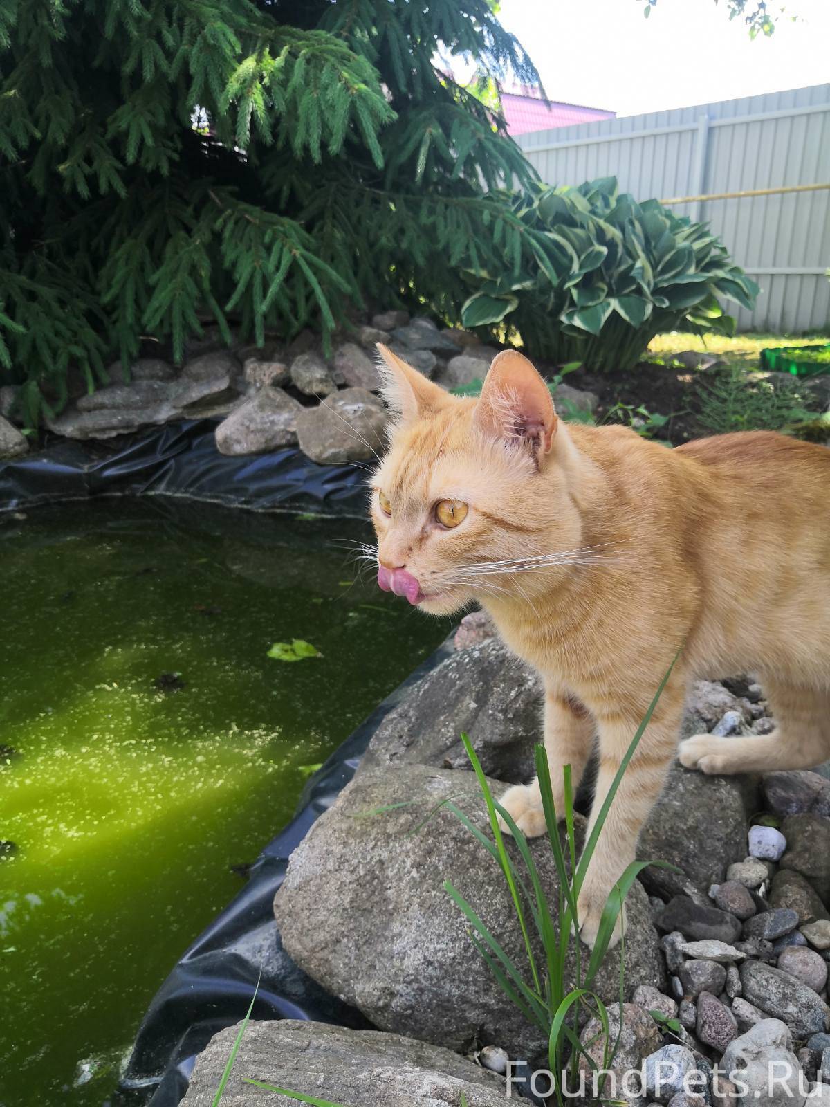 Пропала кошка. Пропала кошка вознаграждение. Потерялся кот объявление. Вернулся пропавший кот. Котик по французски.