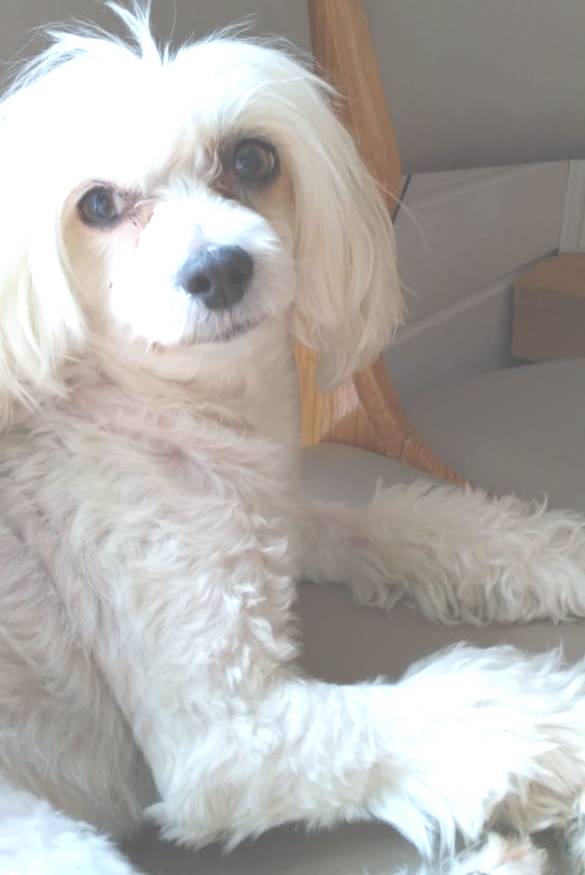 Влияние условий содержания и питания на продолжительность жизни