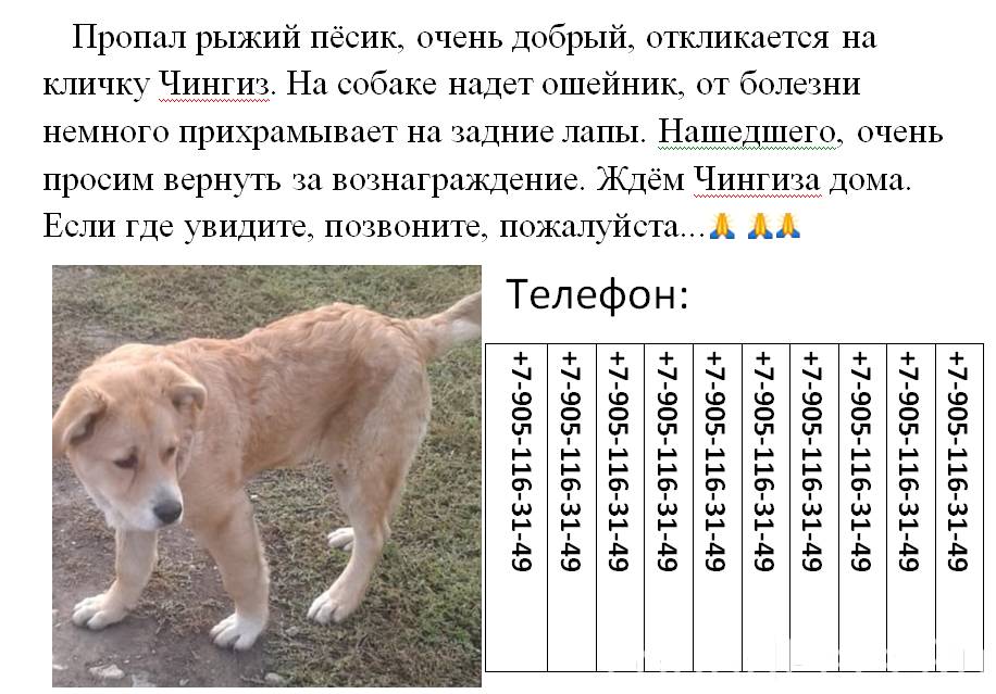 Откликается на кличку барсик. 1. Имя на кот отзывался. 1. 1.