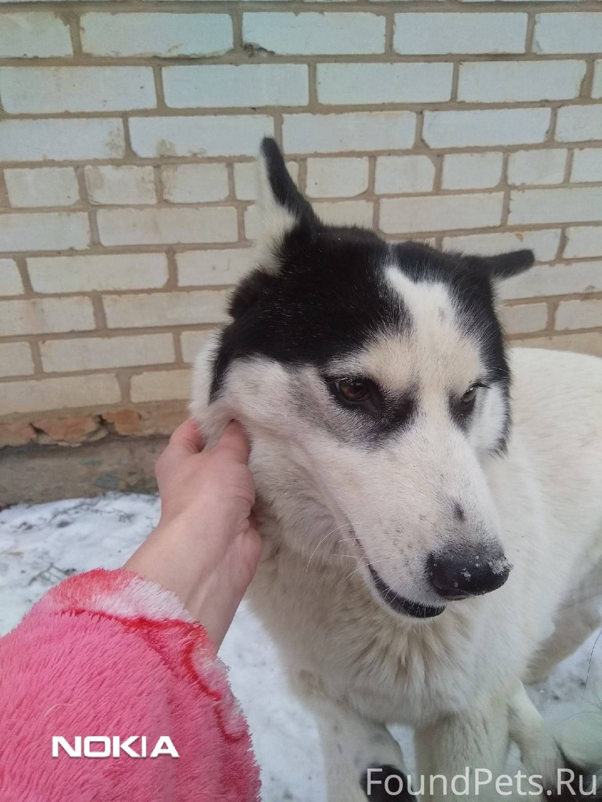 Найдена собака в районе Шевченко