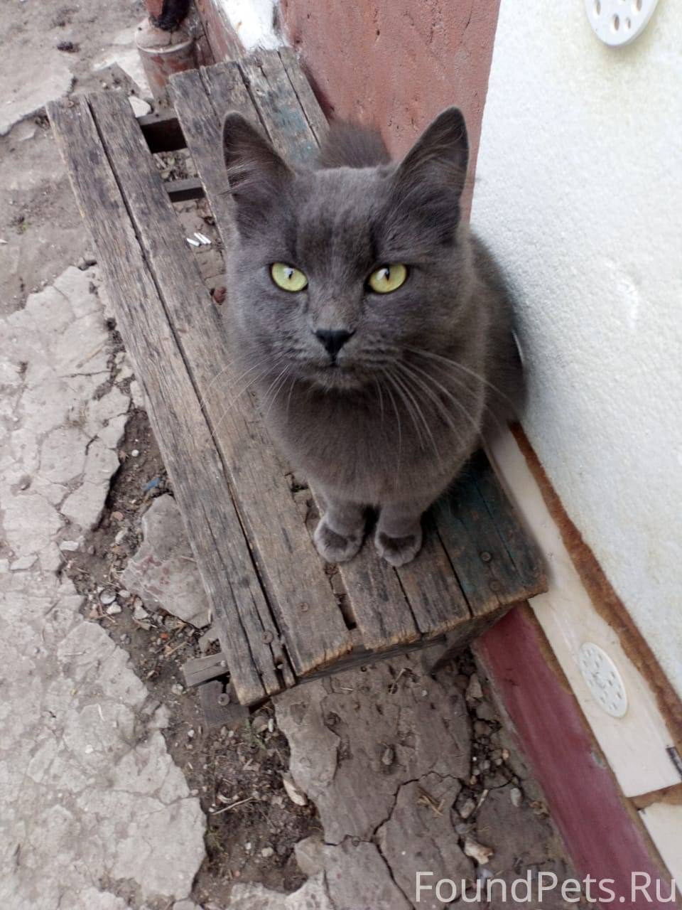 Кошки белгород. Кота зовут Изюм. Памятник коту Кузе.