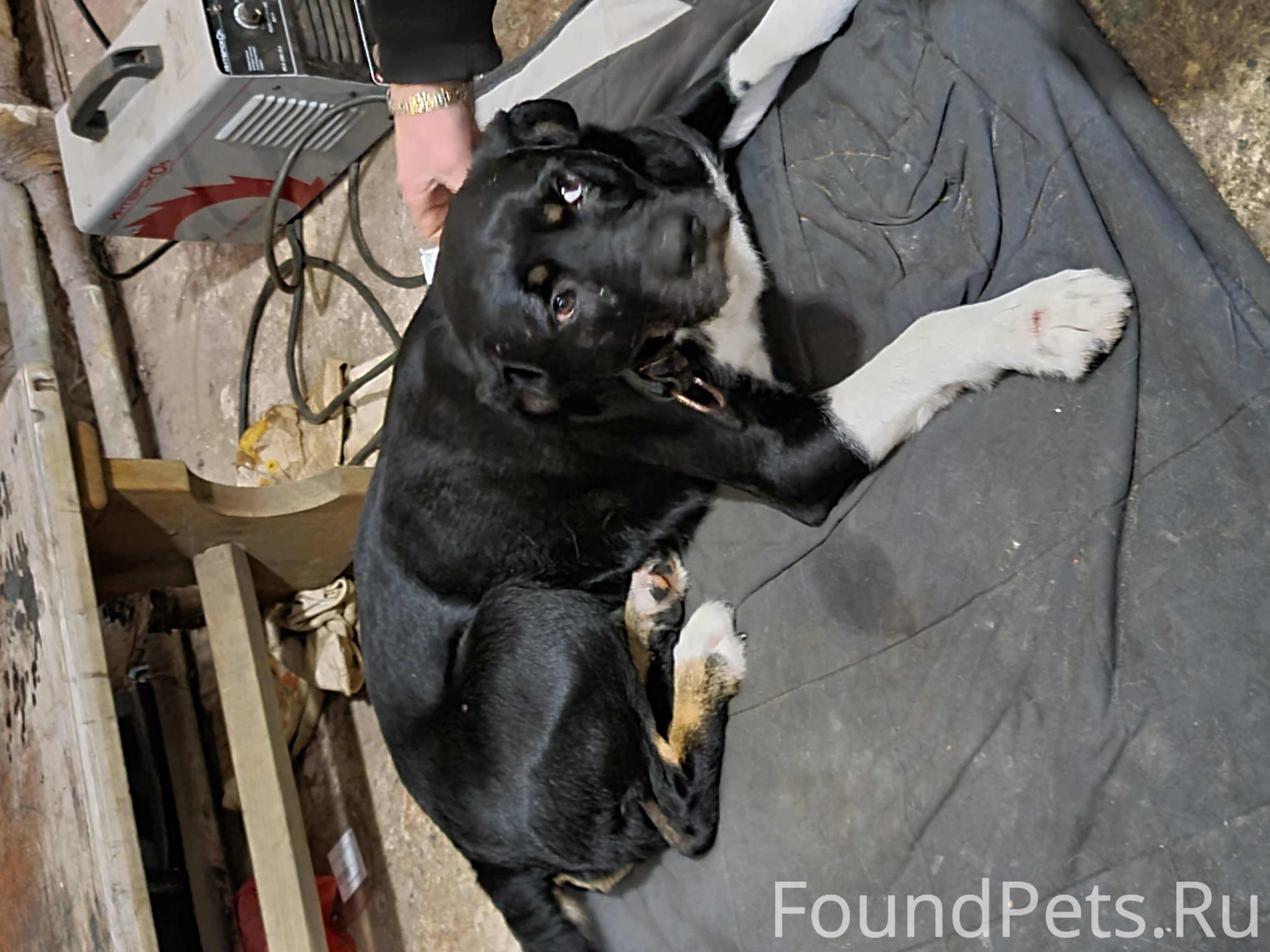 собаки сестрорецк. найдена собака в сестрорецке. найдена собака в сестрорецке. найдена собака в сестрорецке. собаки сестрорецк.