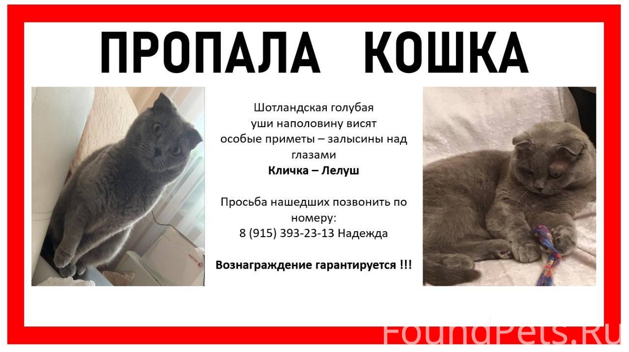 Потеряли кота. Потерялась кошка. Объявления о пропаже кошки вислоухая. Нашлась кошка объявление Самара. Найдена кошка объявление во Владимире.