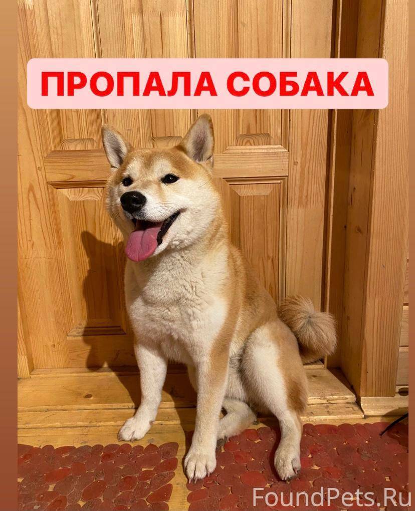 собака акита