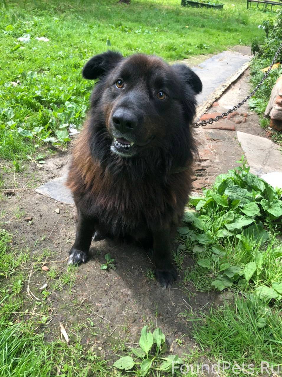 найдена черно белая собака электроугли. мини овчарка. собака в зуме. найдена собака московская область. электроугли собаки.